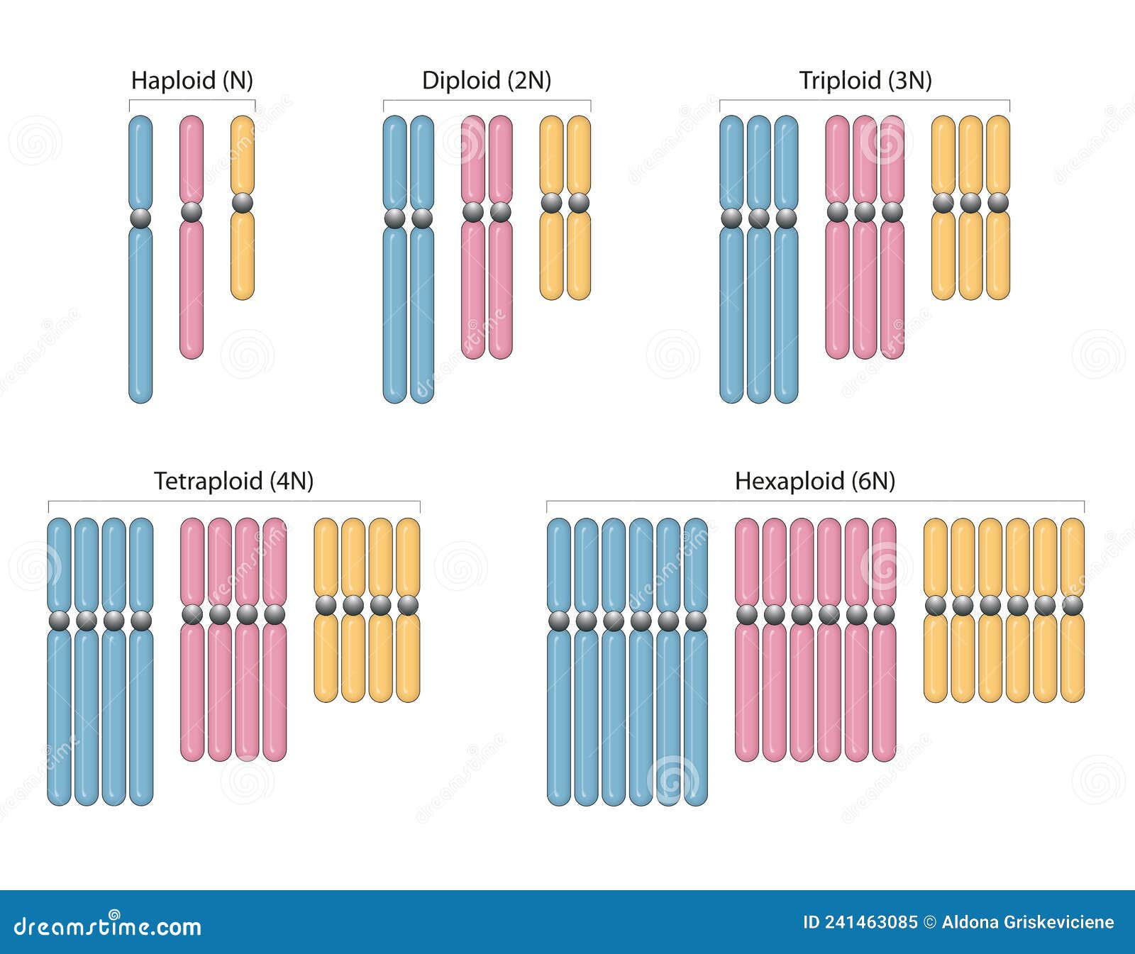 Tipos De Poliploid a Haploide Y Diploide 2n Triploide 3n Tetraploide if-sum-of-nth-term-is-sn-3n-4n-finf-ap-and-nth-term-brainly-in