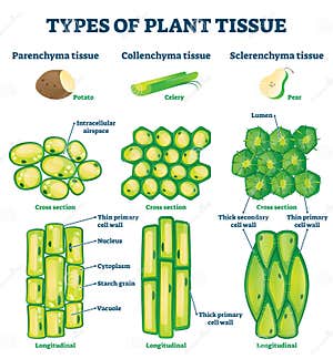 Tejido Vegetal Dibujo Tejido Vegetal Dibujo