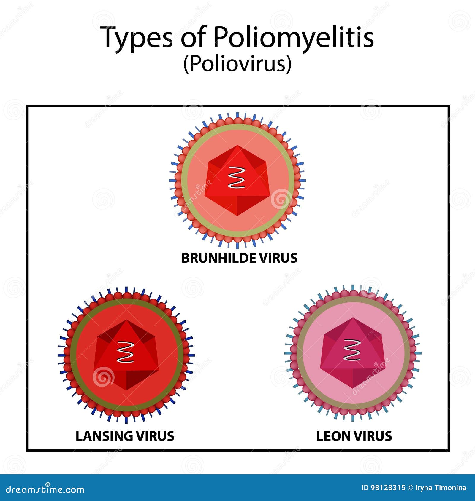 Resultado de imagen de tipos de virus de la poliomielitis