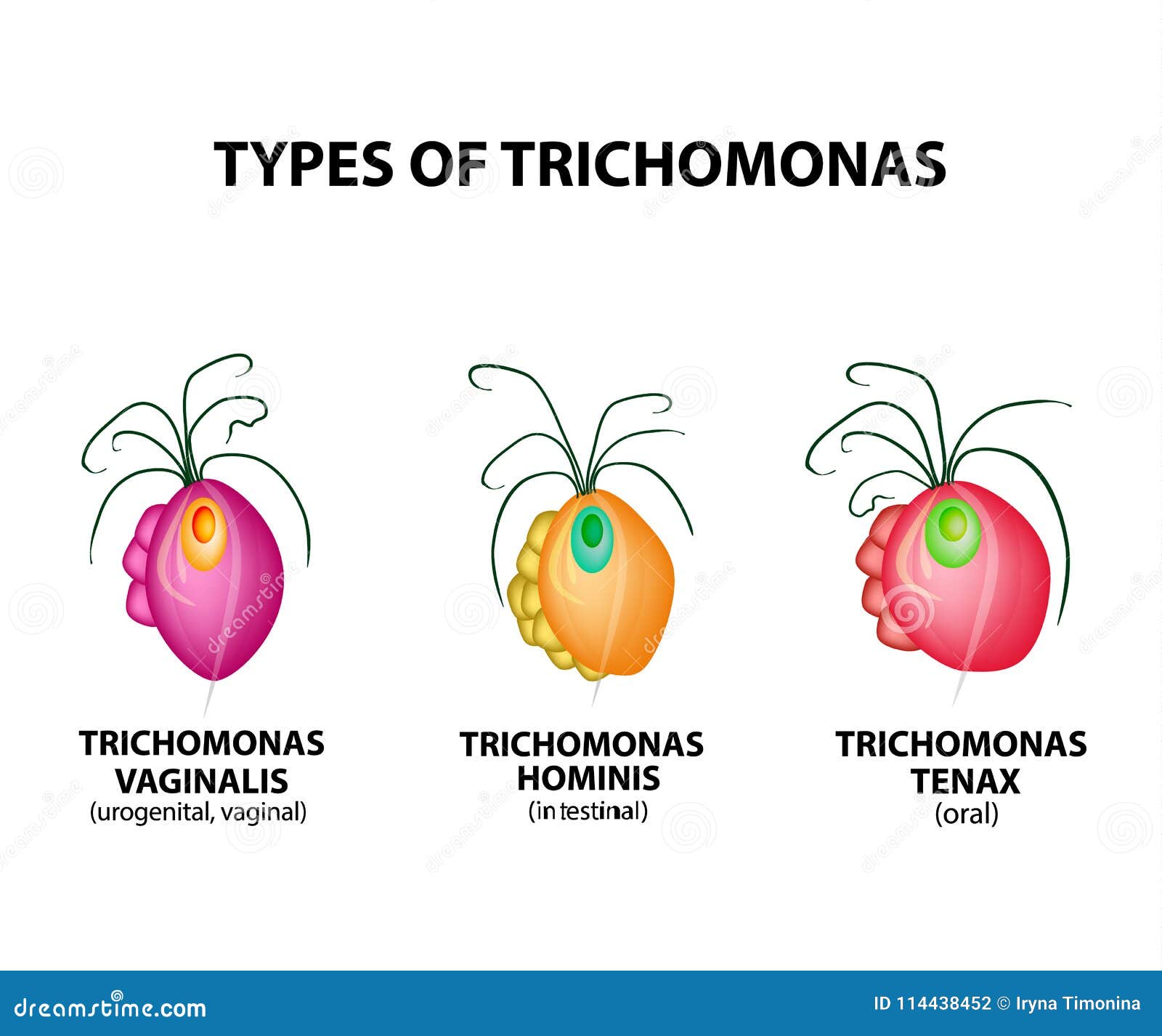 Trichomonas trypanosoma lamblia