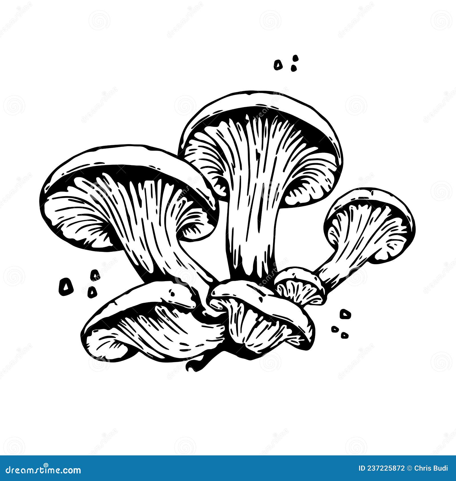 tiram mushroom drawing art  