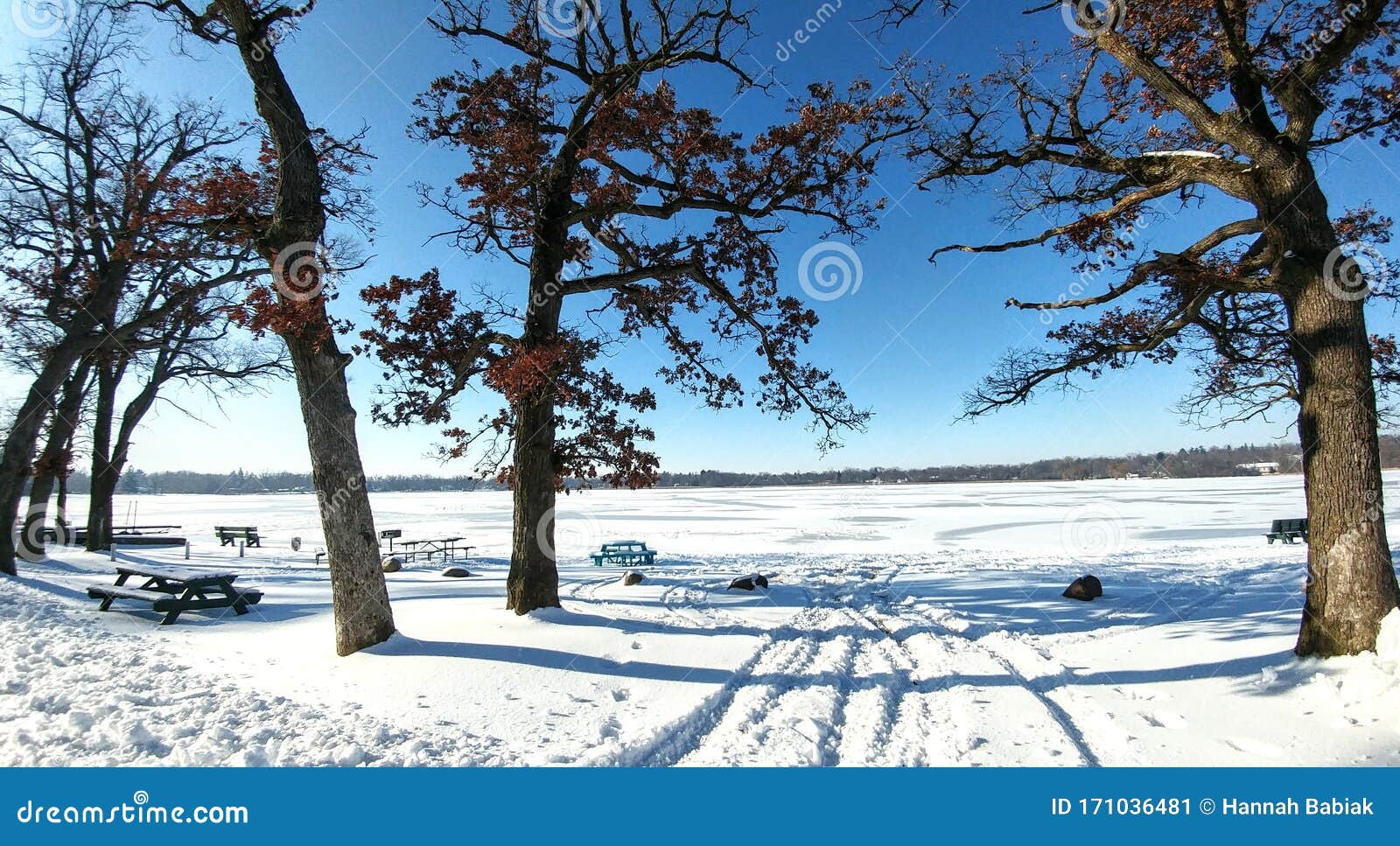 tire tracks in snow, oak trees, pell lake, wisconsin