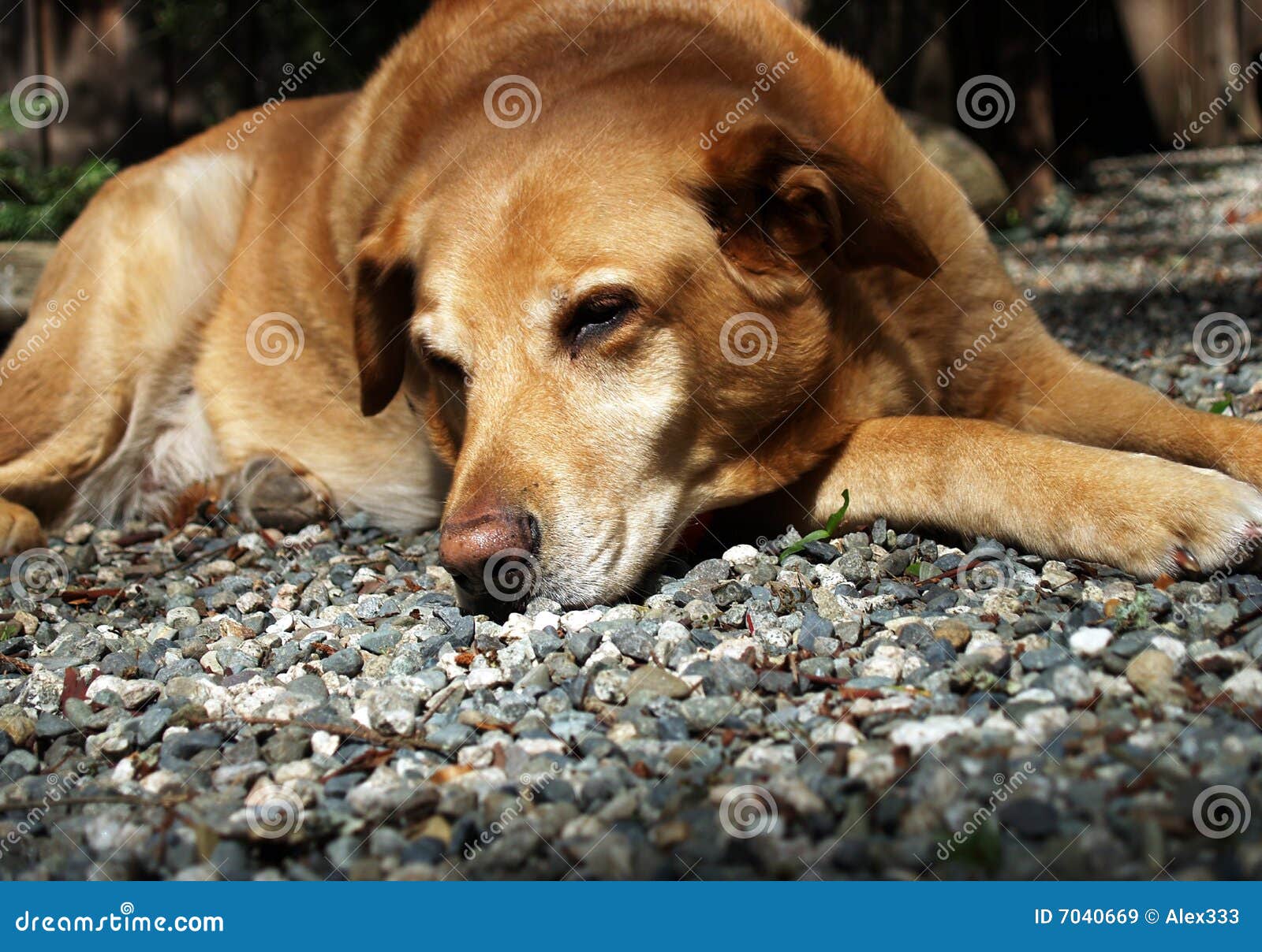 Tired Dog stock image. Image of basking, golden, loyal 7040669