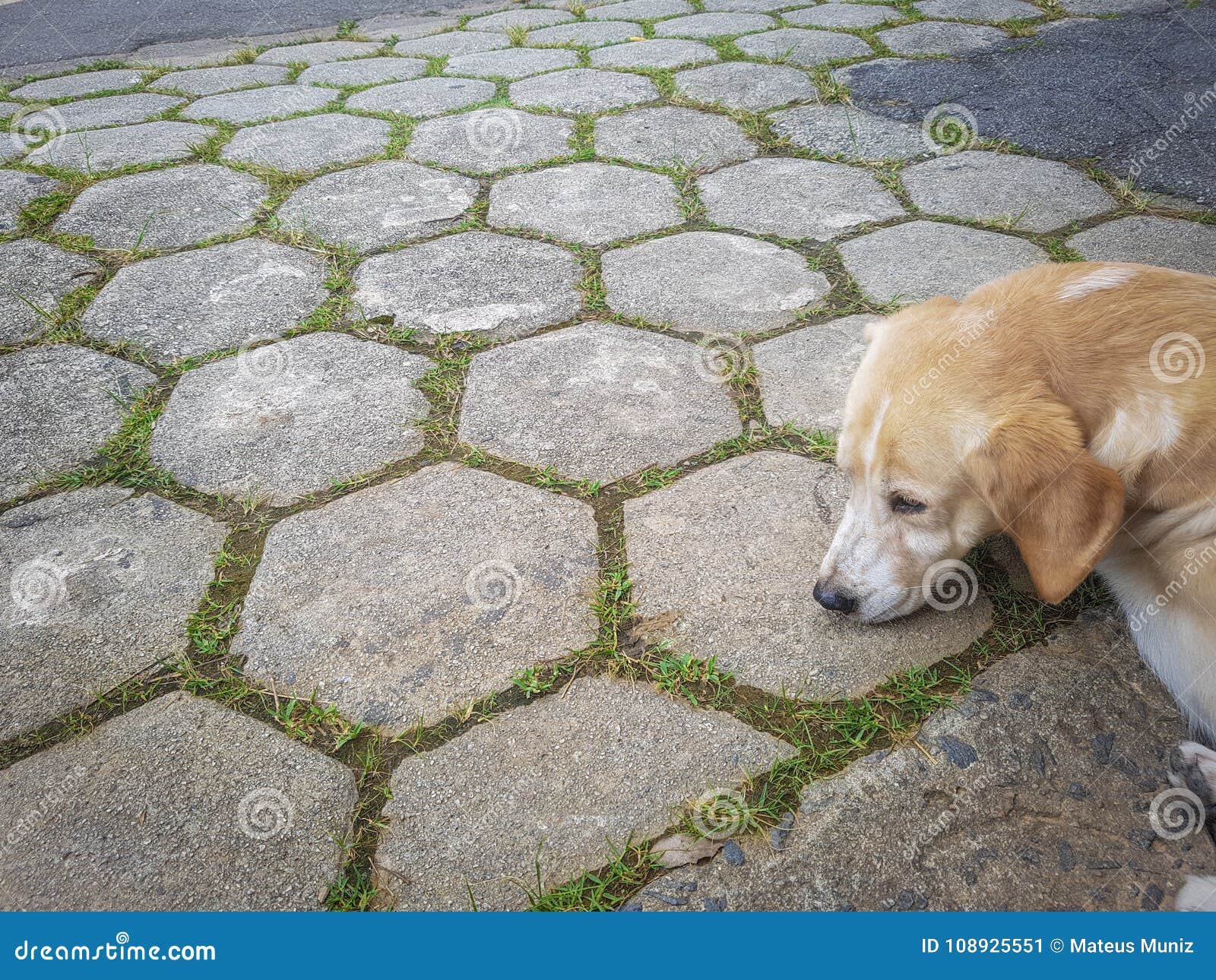 Tired dog stock image. Image of tired, street, daylight 108925551