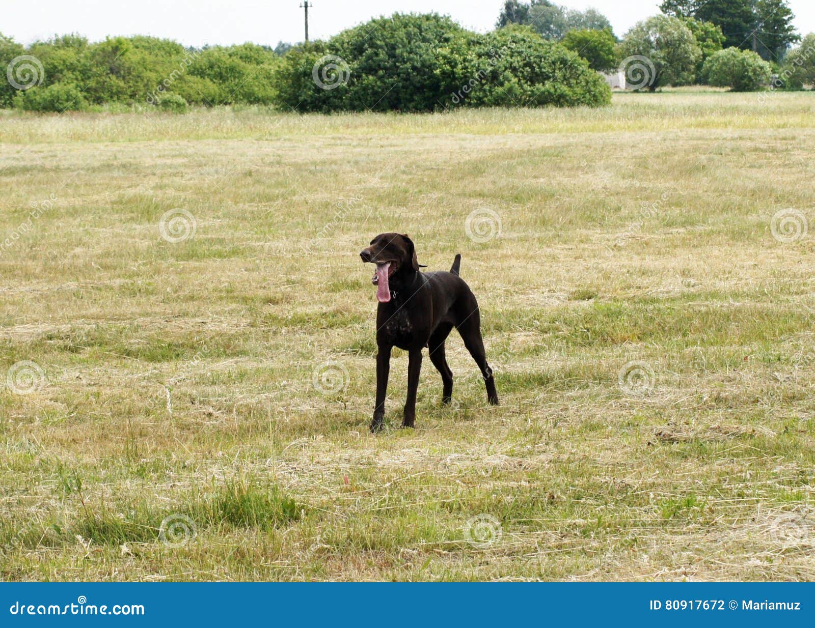 landscape with hunting dog