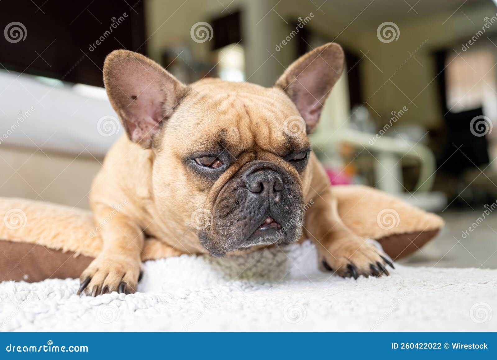 Tired French Bulldog Lying on a Pillow Stock Photo - Image of pillow ...