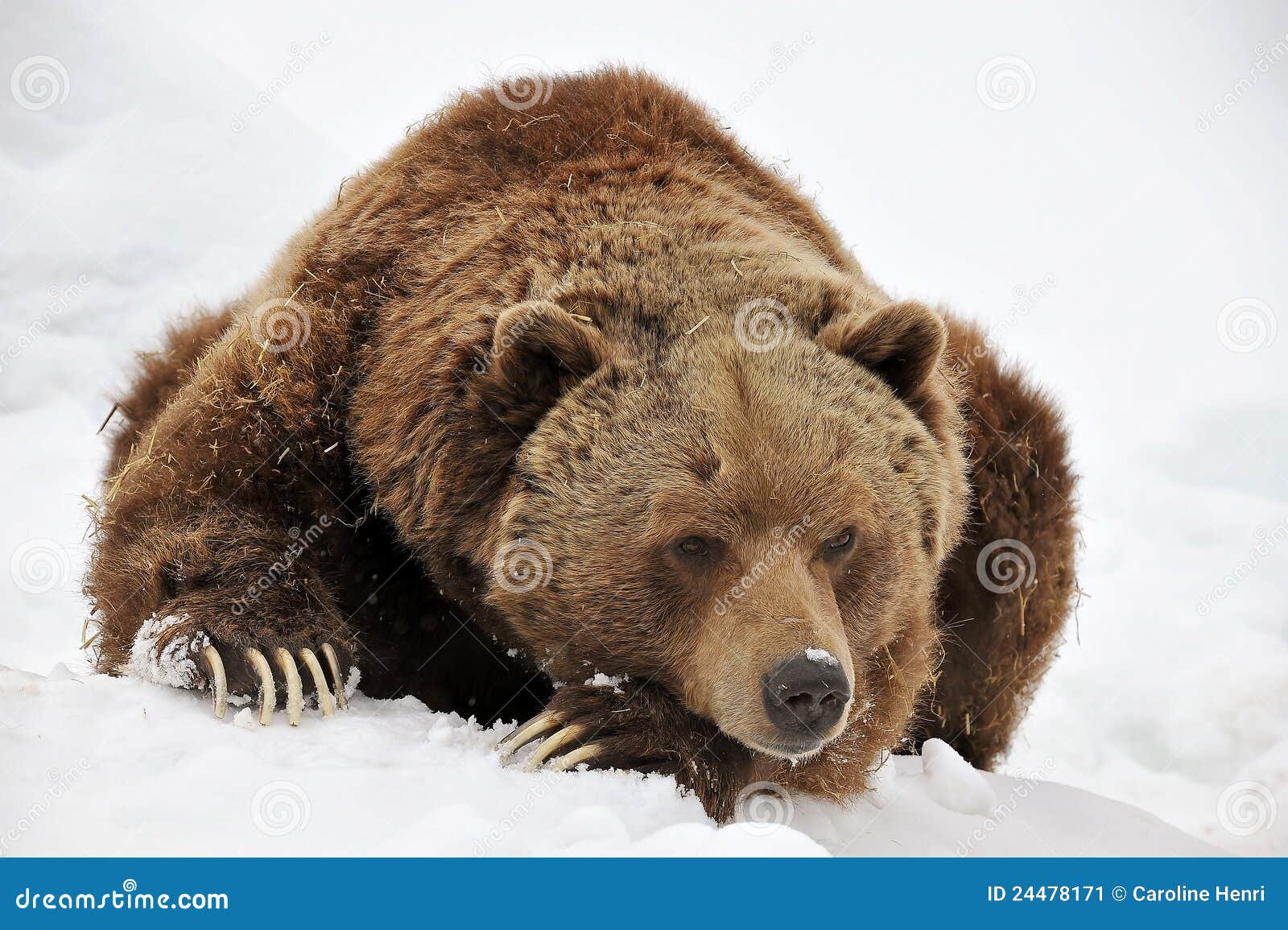 tired grizzly bear