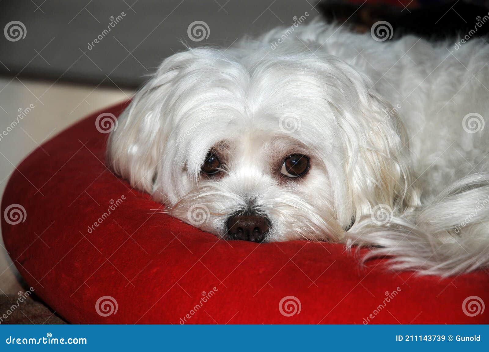 tired maltese dog tries to sleep