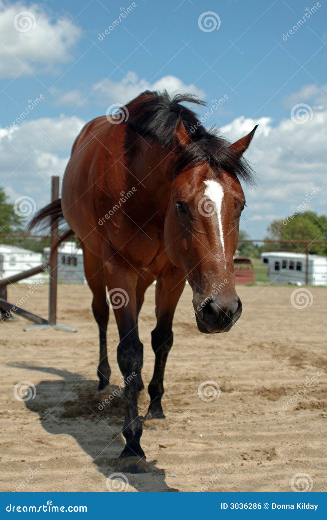 Tired Horse stock photo. Image of outdoors, farm, tired 3036286