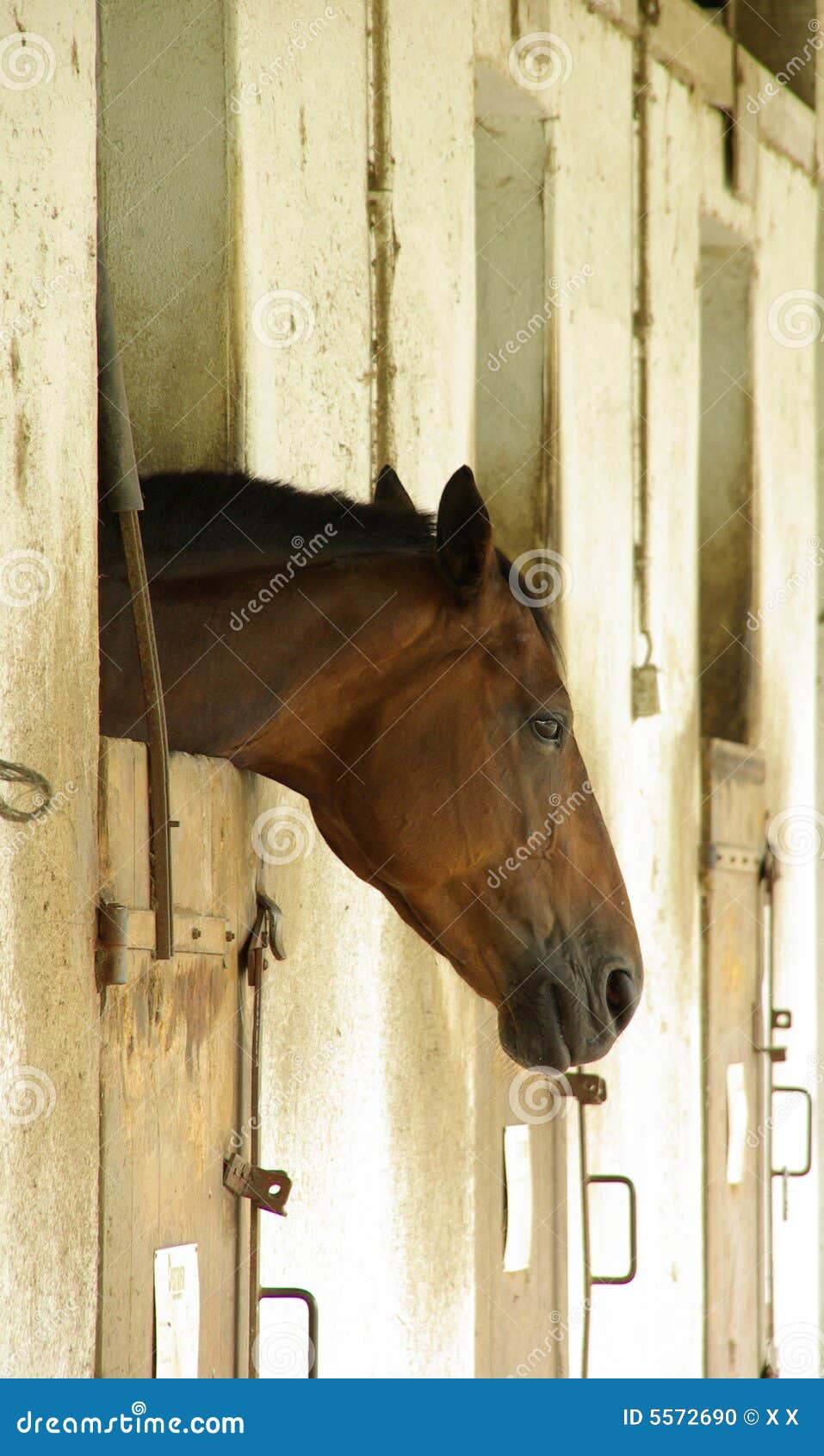 Tired Horse stock photo. Image of stables, horse, white 5572690