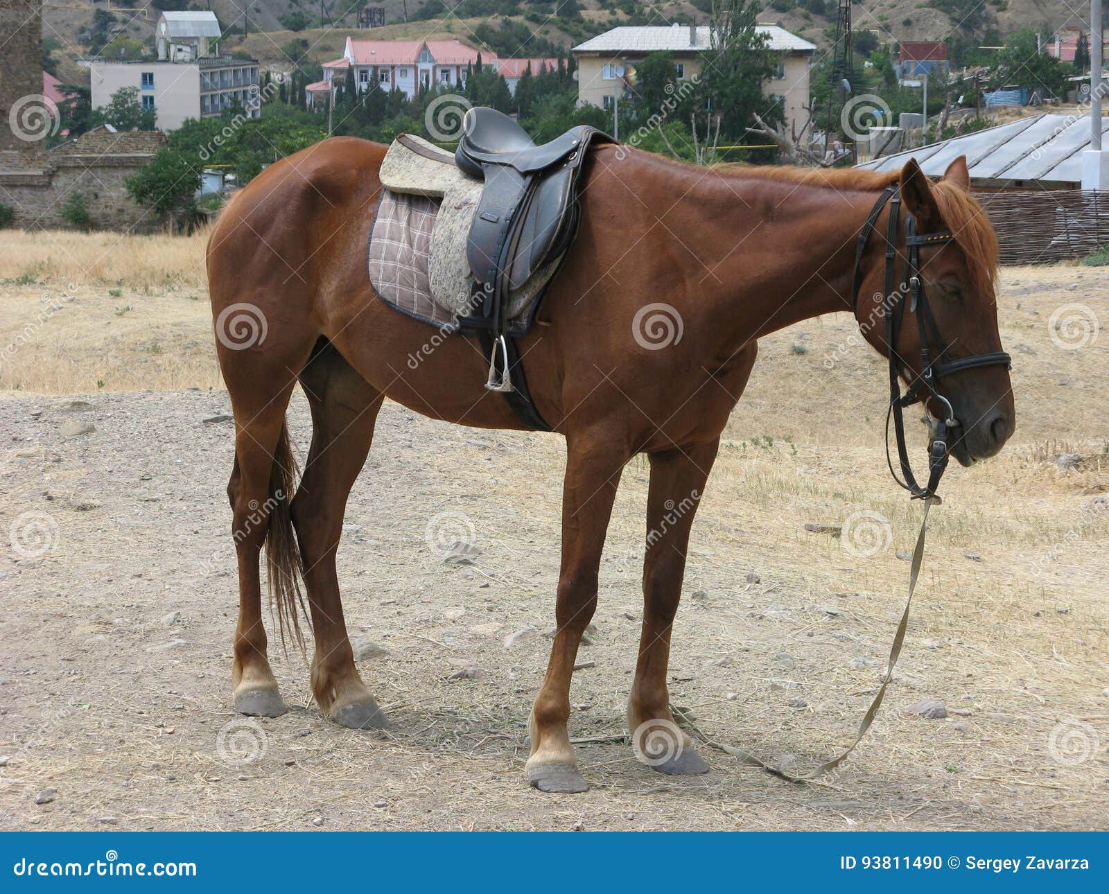 Tired horse stock photo. Image of young, beautiful, horse 93811490