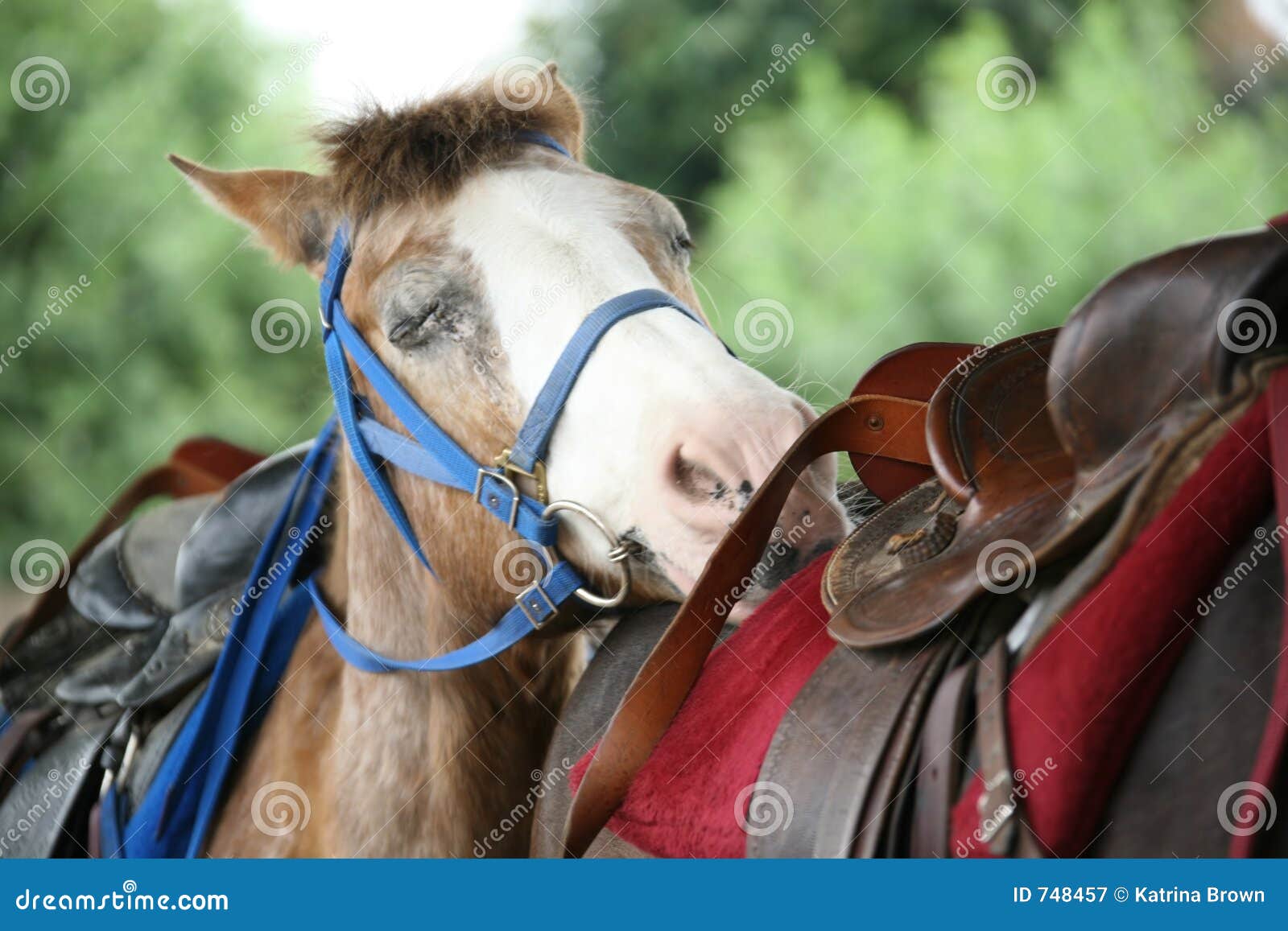 Tired Horse Resting Head On Another Horse Royalty Free Stock