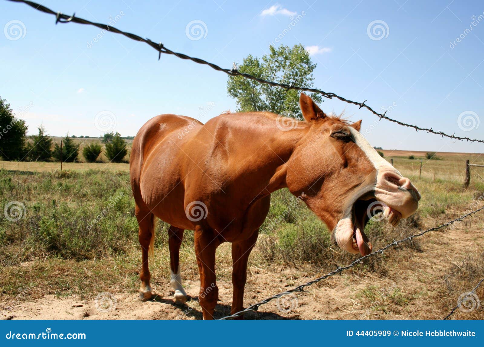 Tired horse stock image. Image of pasture, animal, country 44405909