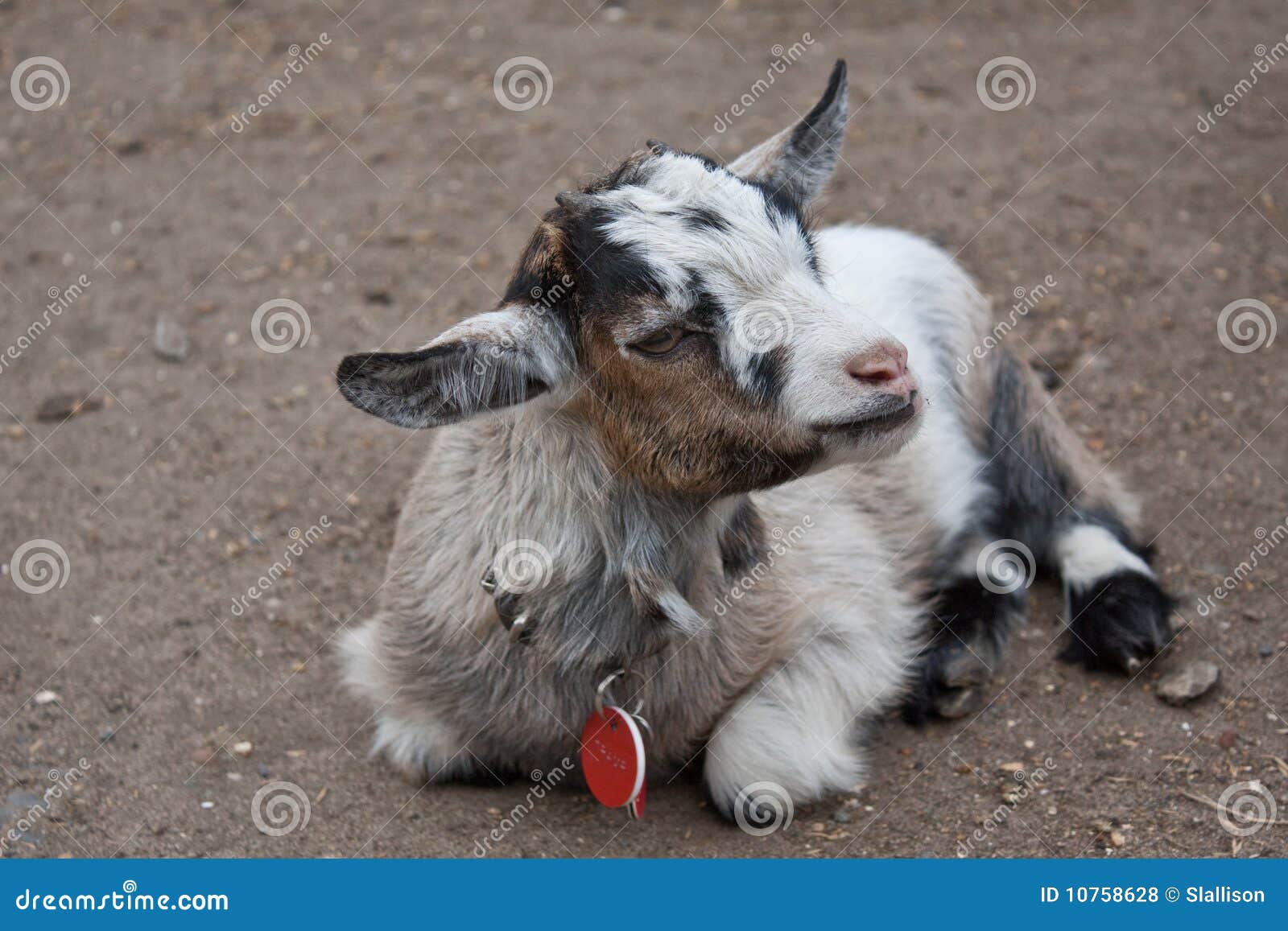 Tired Kid Goat stock photo. Image of mammal, collar, billy 10758628