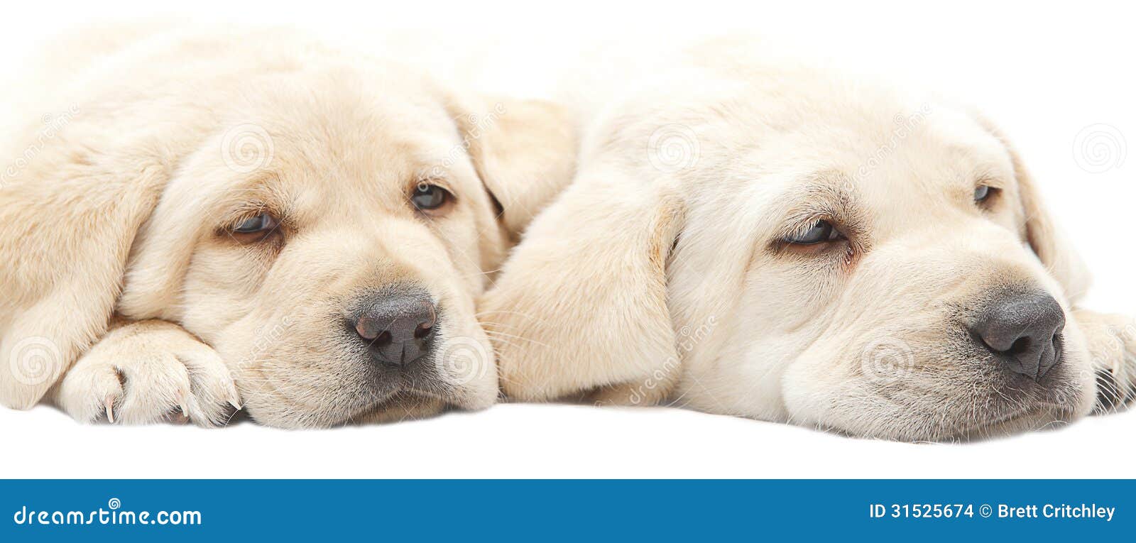 tired labrador puppies