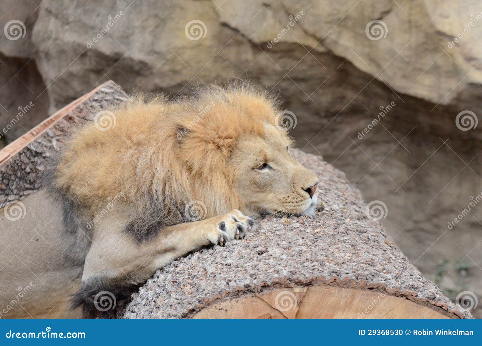 Tired lion stock photo. Image of feet, brown, rest, feline 29368530