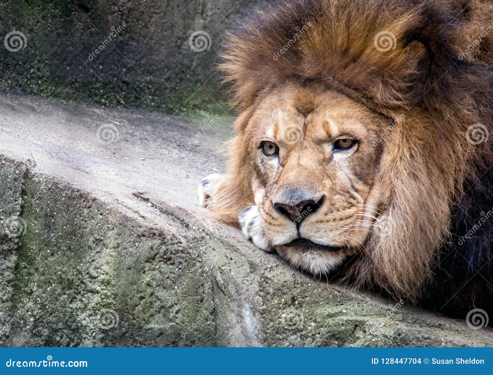 Tired Lion Portrait Close Up Stock Photo Image of creature, mammal