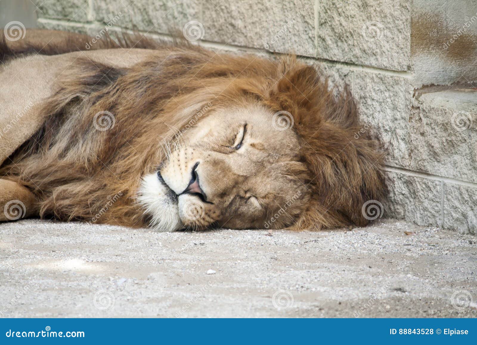 Tired Lion sleeping stock photo. Image of head, lazy 88843528