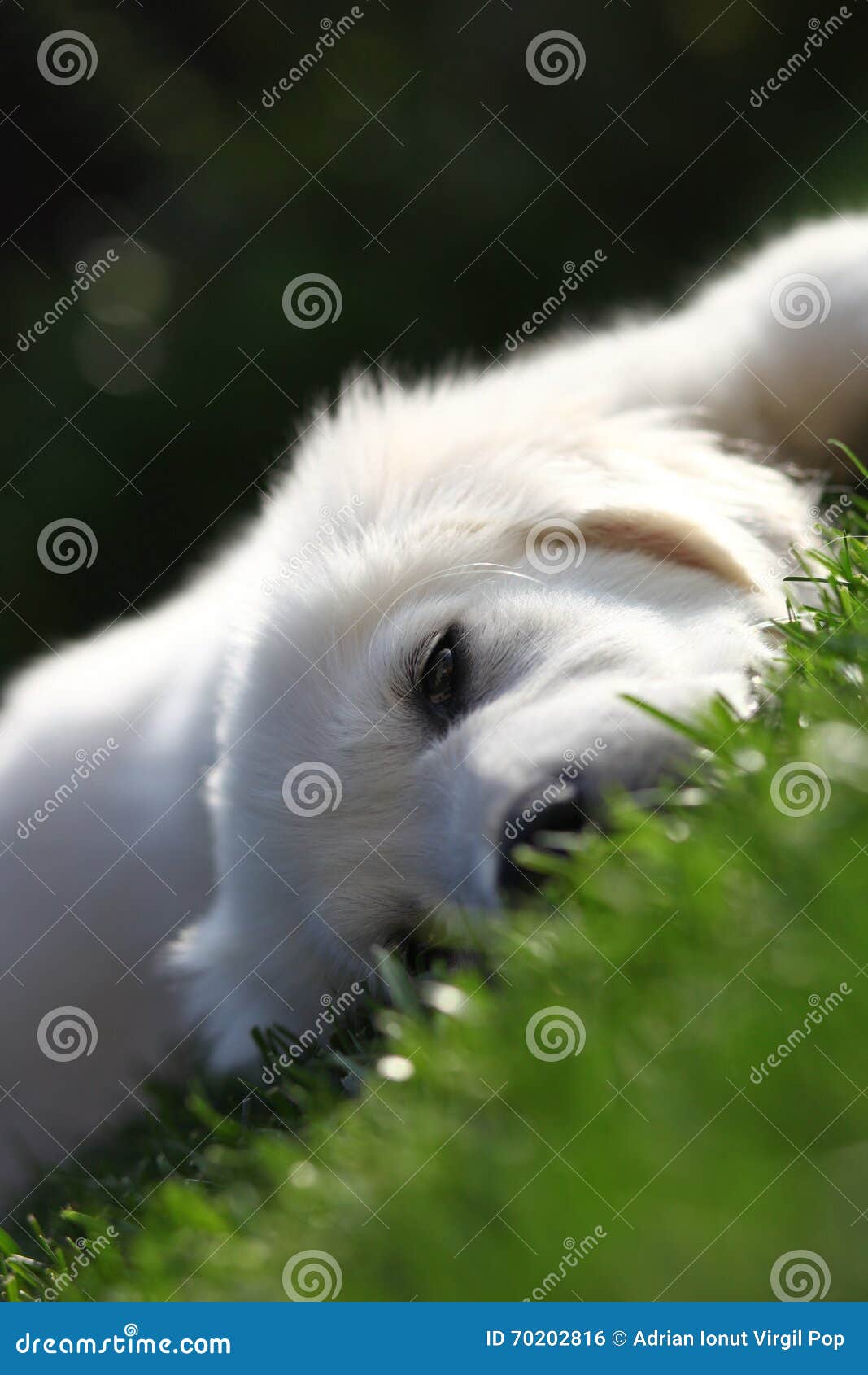tired puppy falling asleep