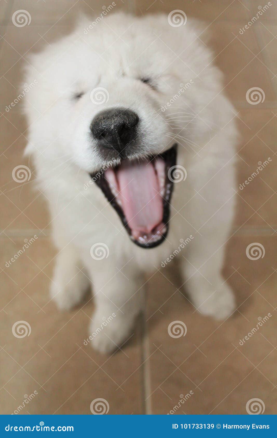 Funny Adorable Puppies Yawning