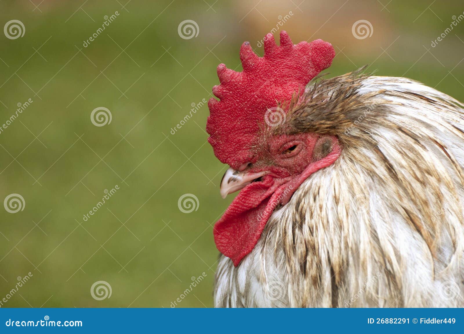 Tired rooster stock image. Image of feather, poultry 26882291