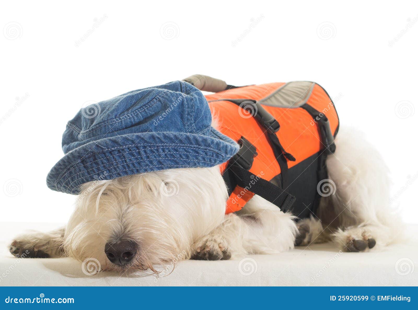 tired sailor - dog with life jacket and hat