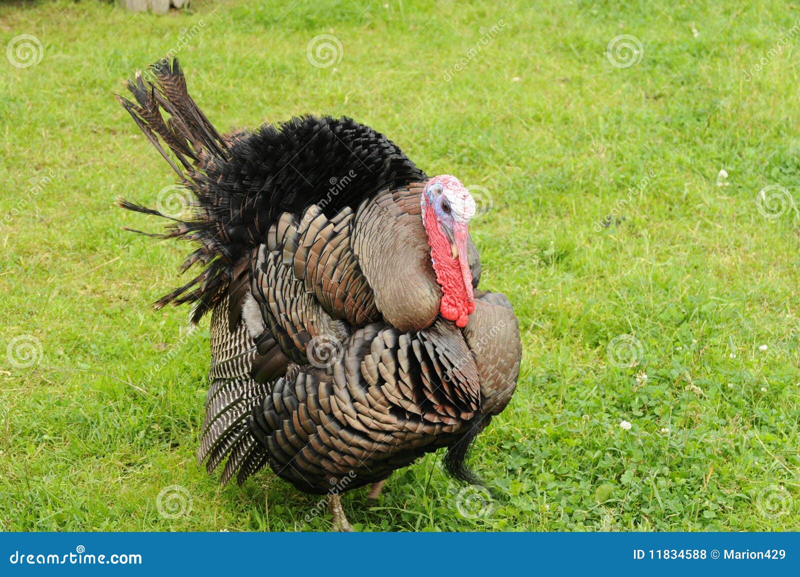 Tired turkey stock photo. Image of walking, strut, north 11834588