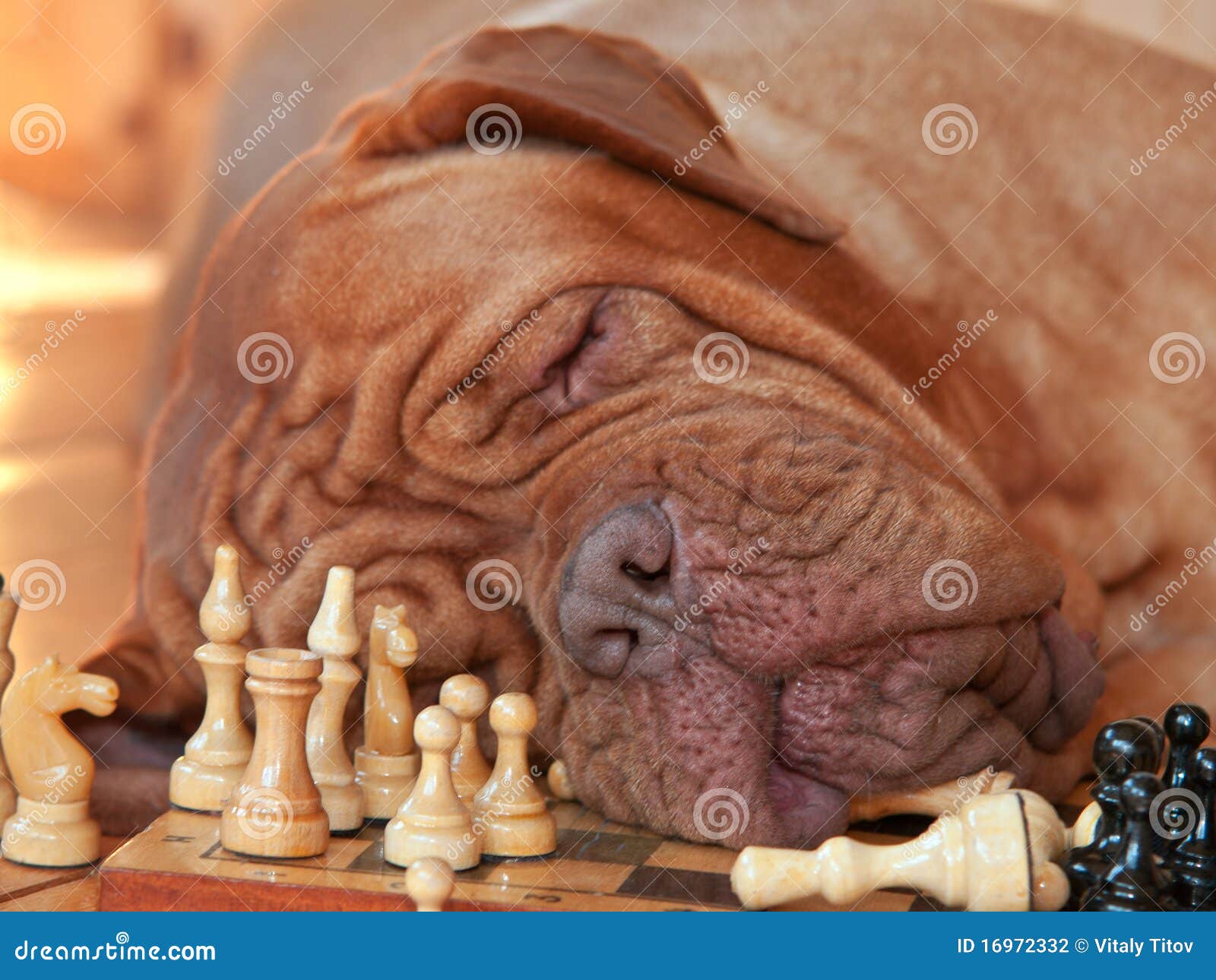Tiresome Game stock photo. Image of canine, leisure, board 16972332