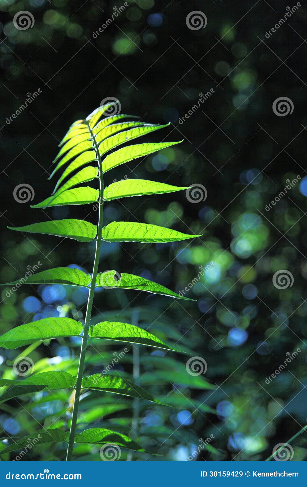 Plantas y árbol 1. Tiro del contraluz para mostrar a planta forma hermosa