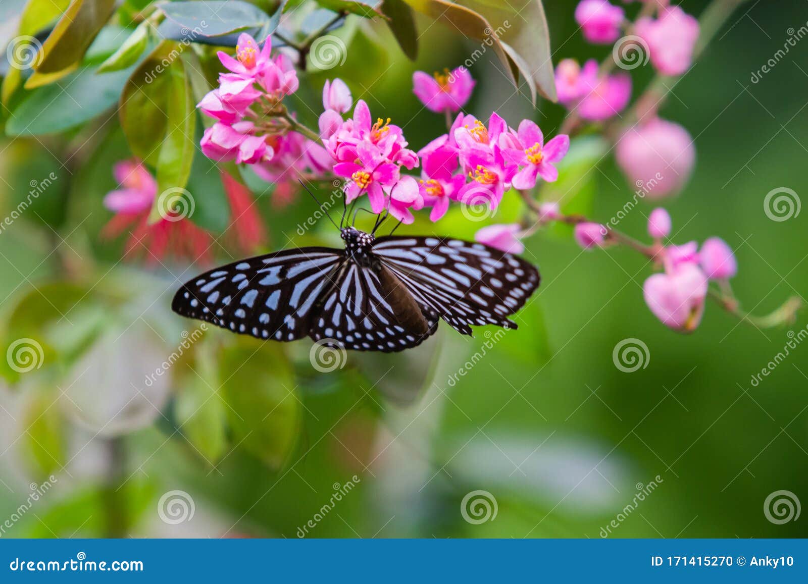 tirumala septentrionis, the dark blue tiger butterfly