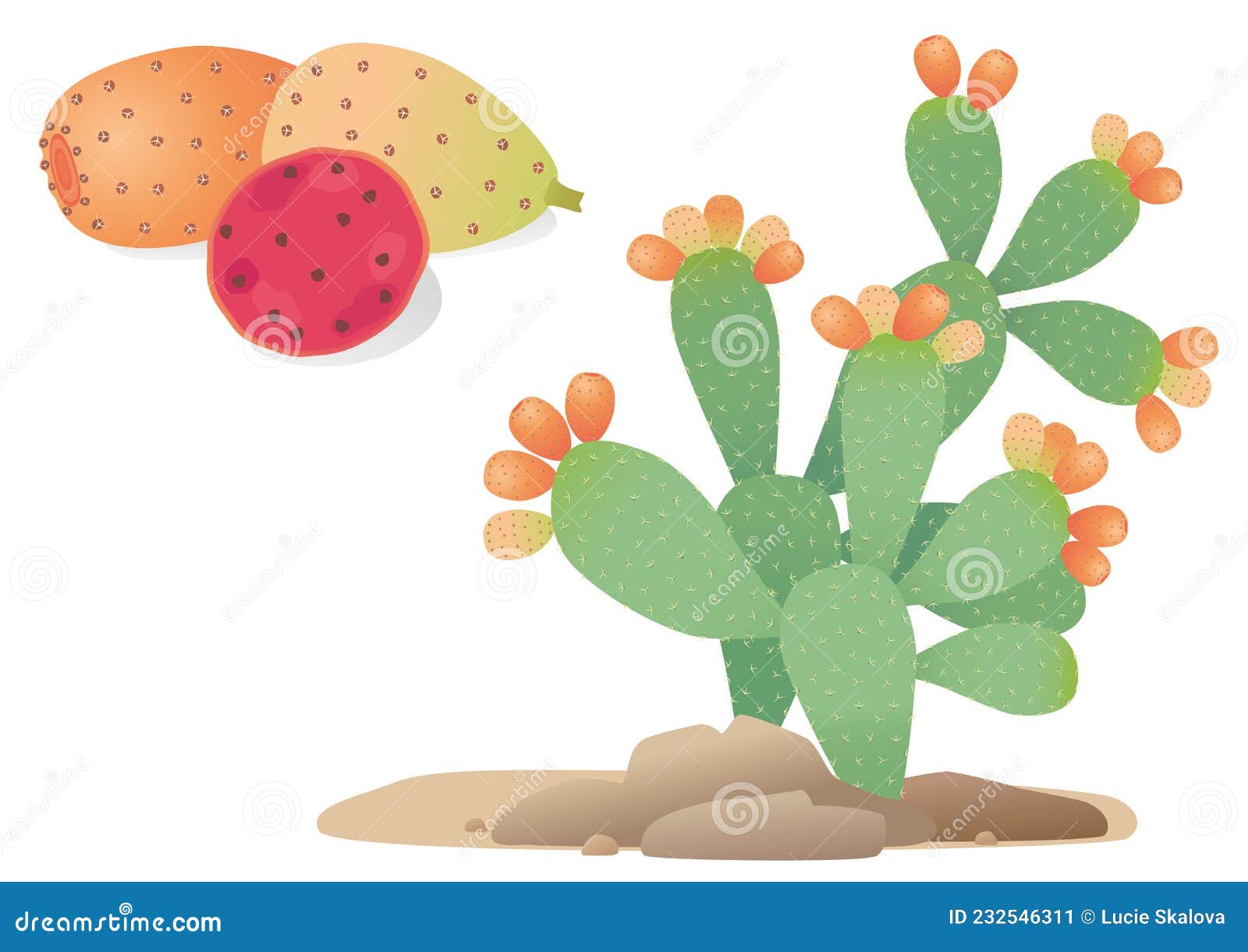 Opuntia. Prickly Pear. Indoor Plant, Potted Plant. Care Info Card, Banner. House Plant Care