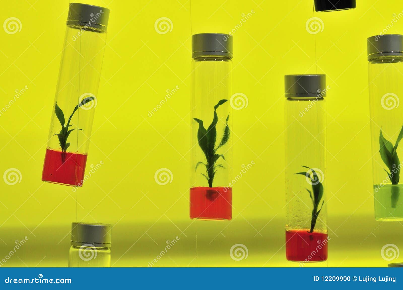 Tissue Culture Flask With Red Liquid RoyaltyFree Stock Image