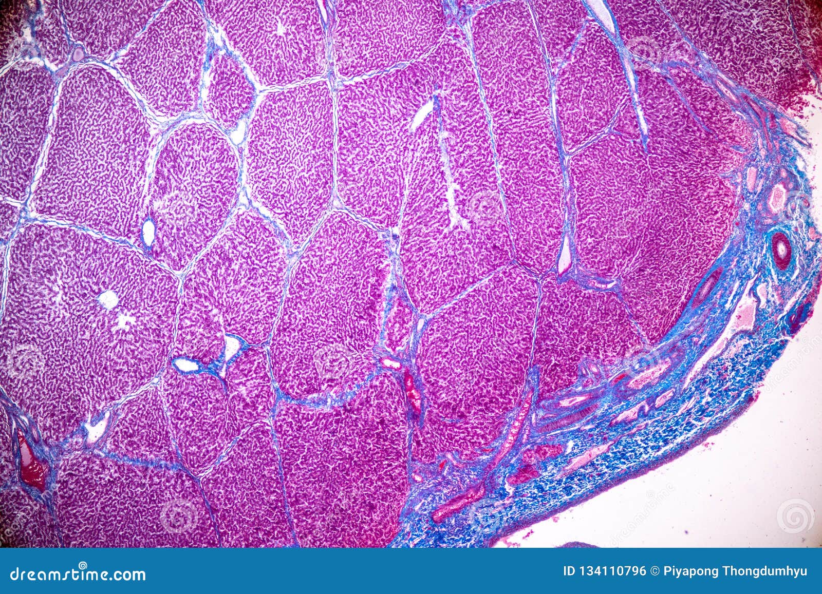 Клетки печени человека. Печень под микроскопом гистология. Срез печени под микроскопом. Печеночная ткань под микроскопом.