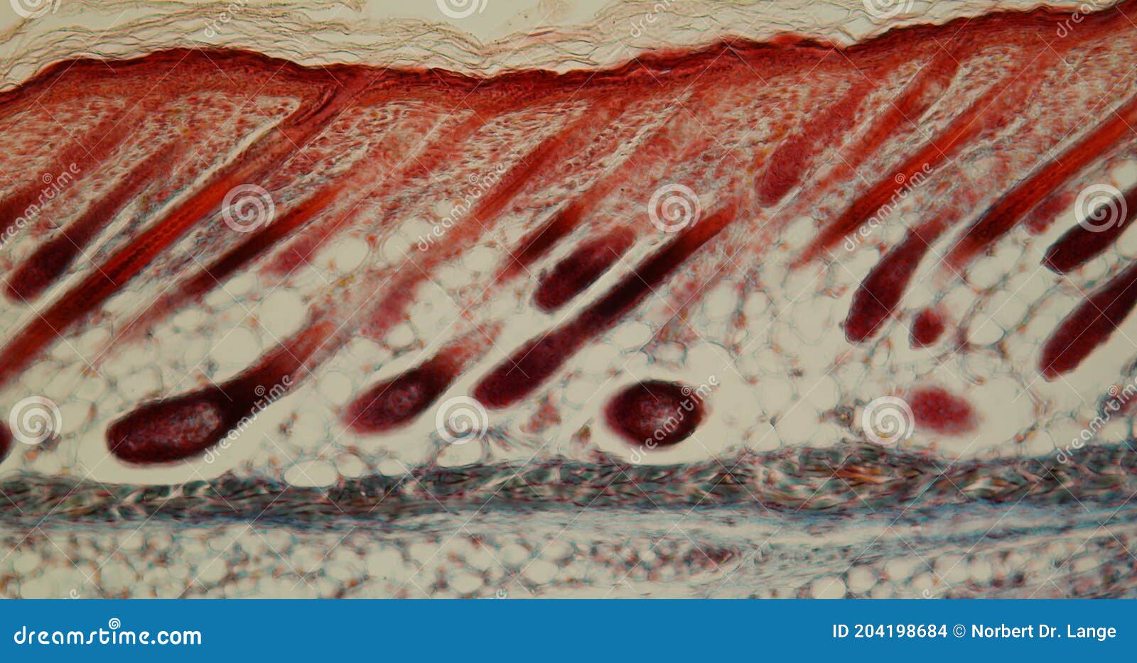 Tissue Section through the Mouse Snout Stock Footage - Video of  examination, tissue: 204198684