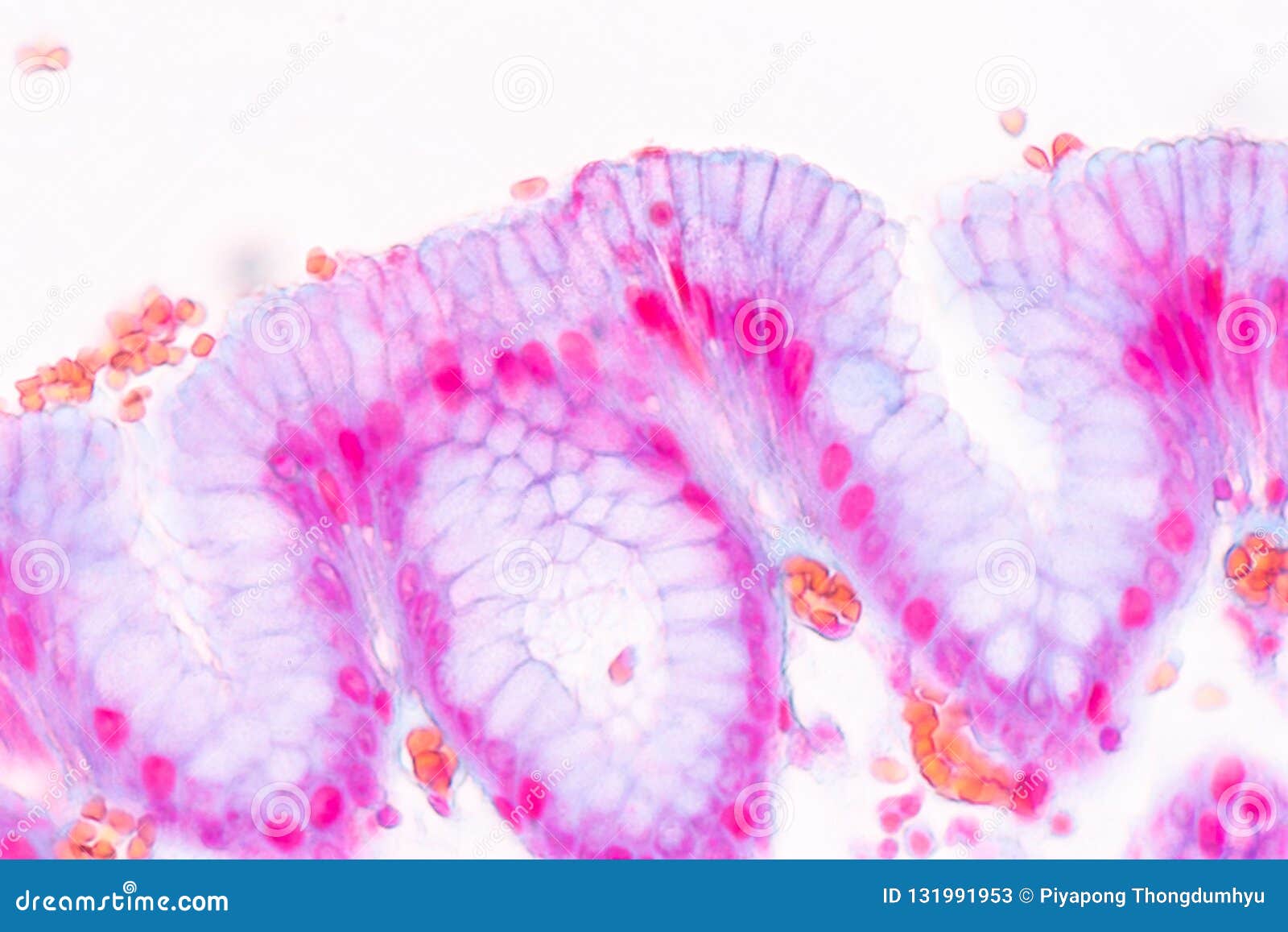 Animal Cells