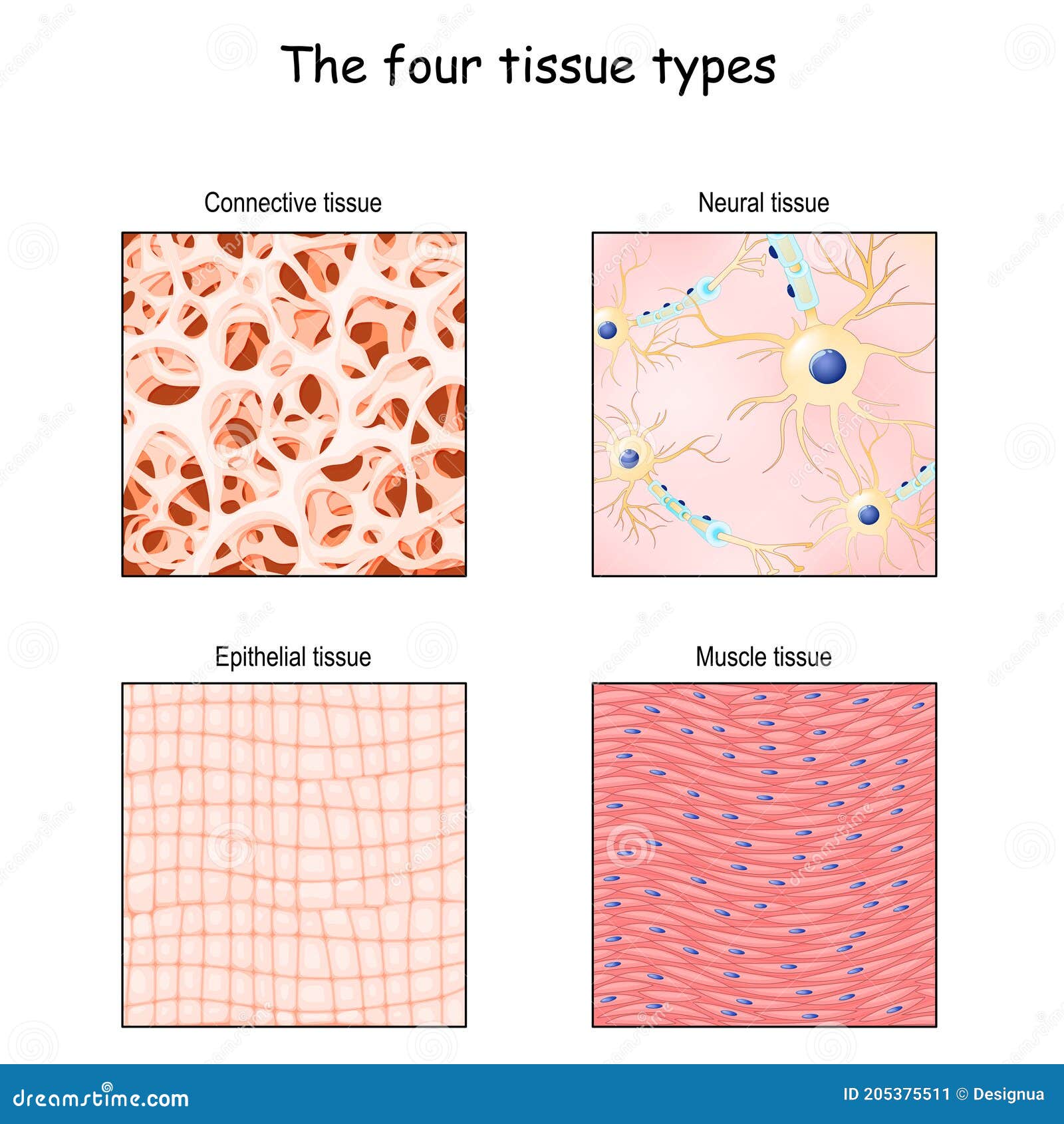 tissue types. connective, muscle, nervous, and epithelial cells