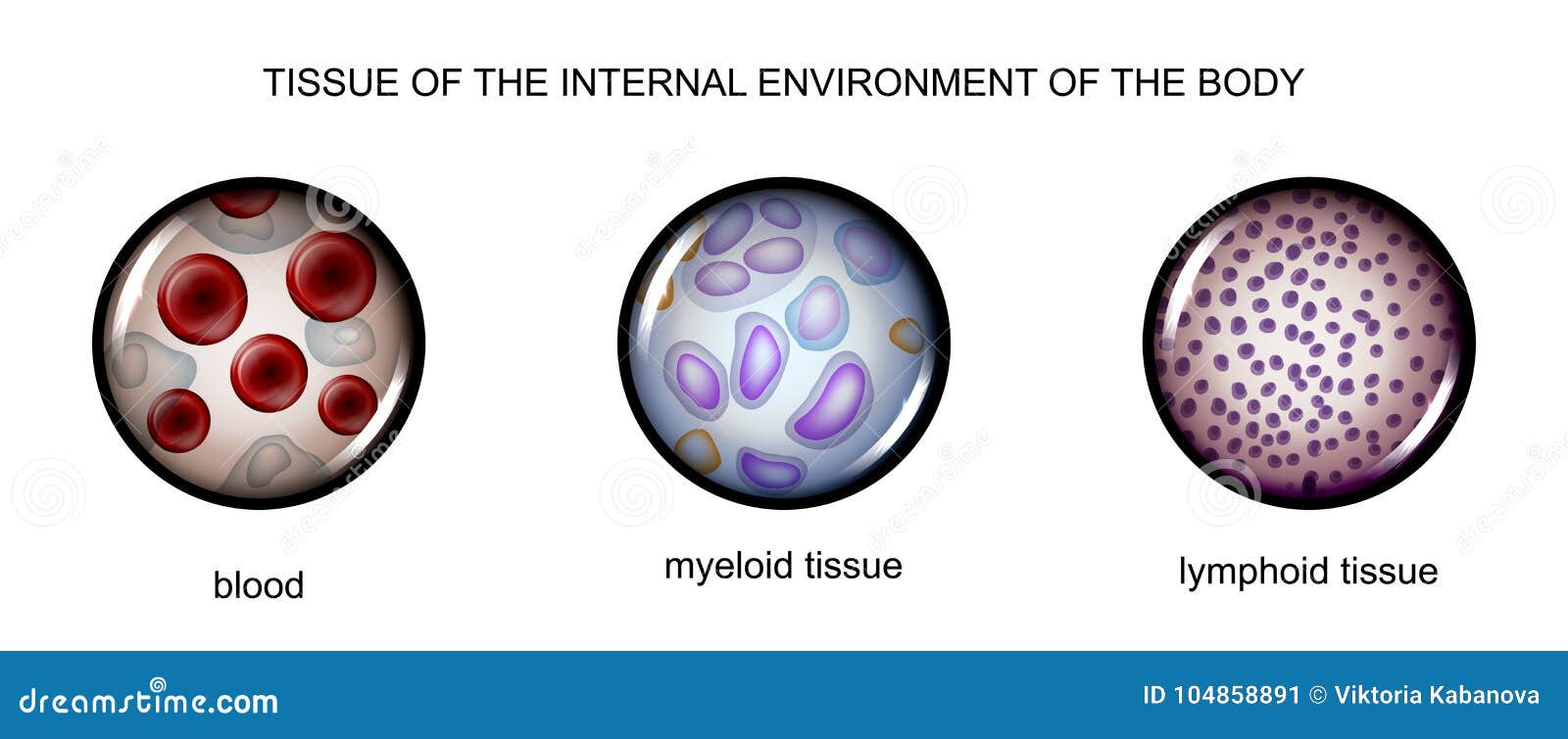 tissues of the internal environment: blood, lymph, tissue myelin