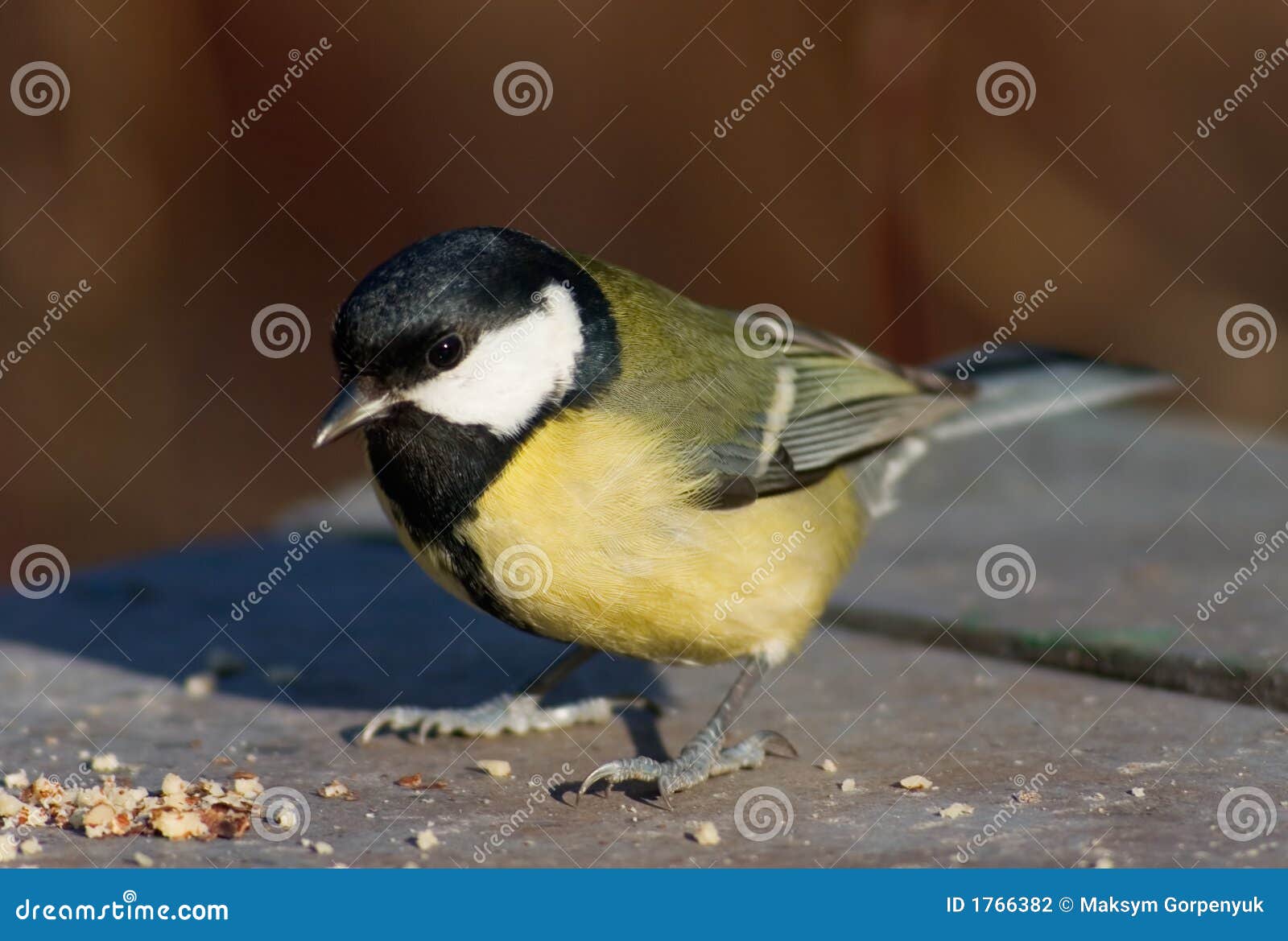 Tit bird on the feed place