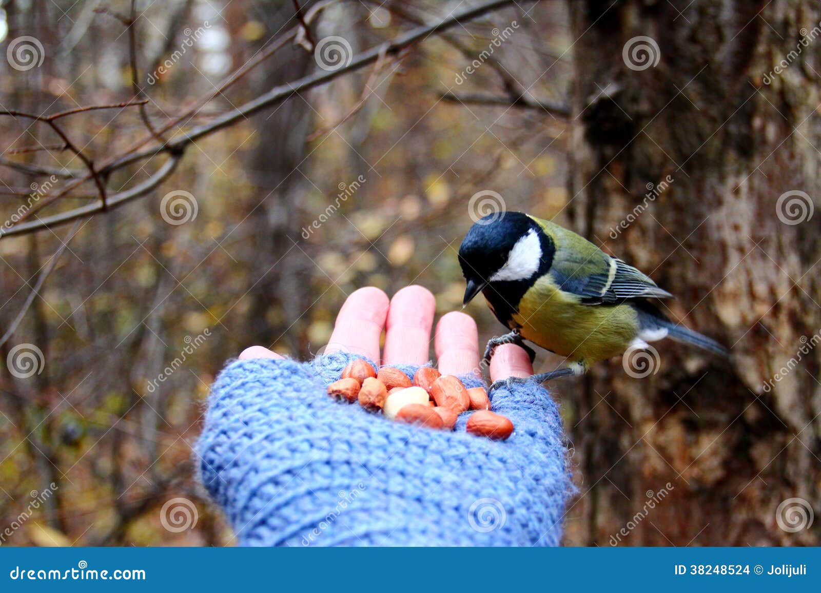 Tit on my hand. Tit feeding on my hand