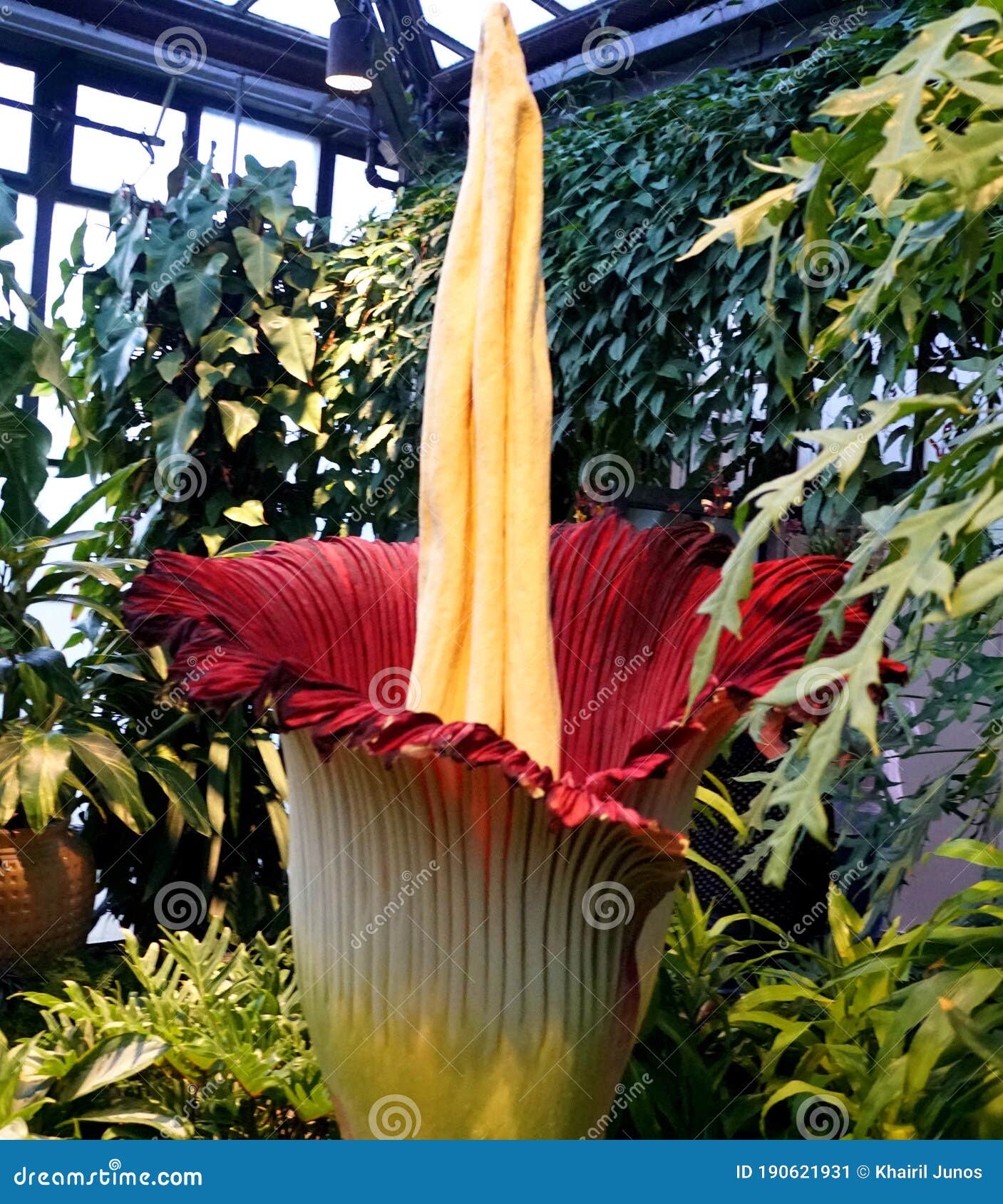 Titan Arum Also Known As The Corpse Flower From Sumatra Indonesia Stock Image Image Of Warm Blooming 190621931