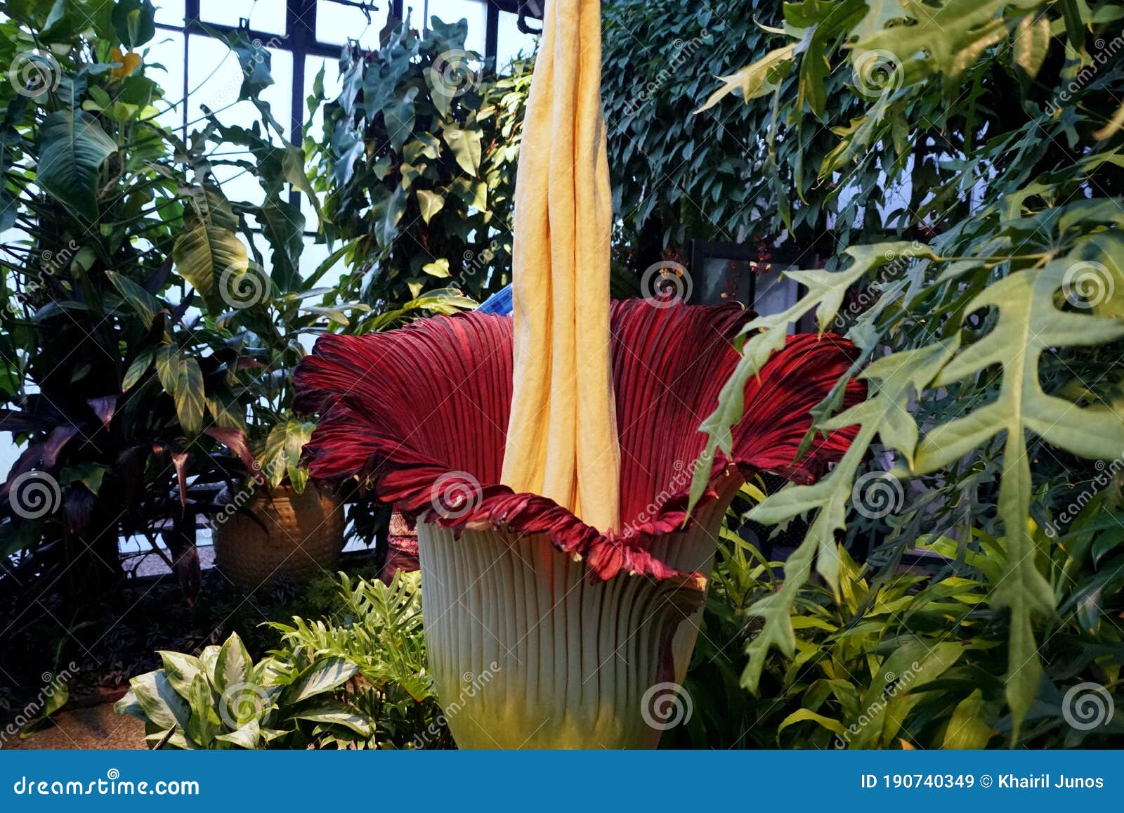 Titan Arum, Also Known As the Corpse Flower from Sumatra, Indonesia ...
