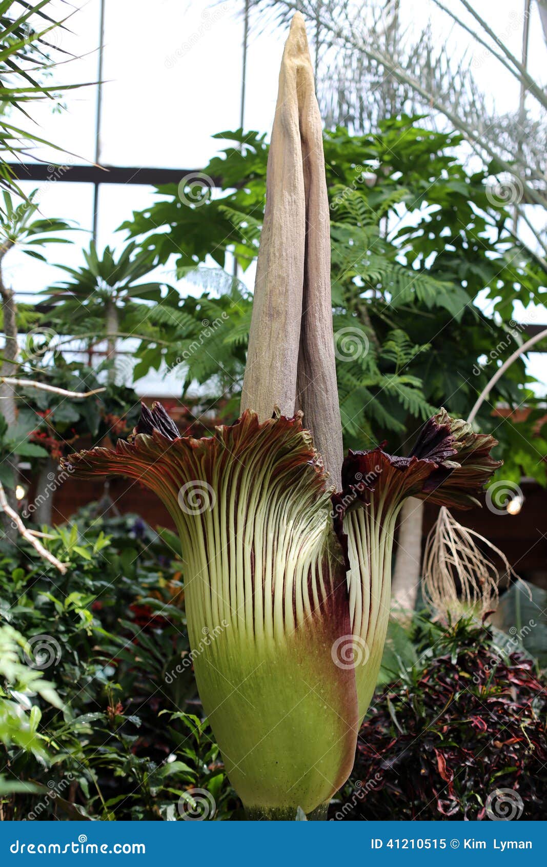 Titan Arum stock image. Image of smelly, sumatra, amorphophallus - 41210515