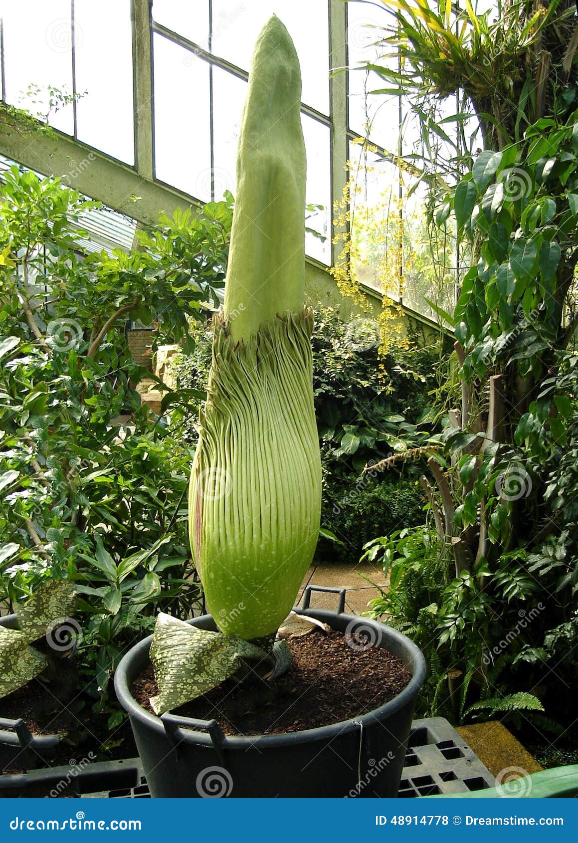 Titan Arum Corpse Plant In Botanical Garden Stock Photo Image