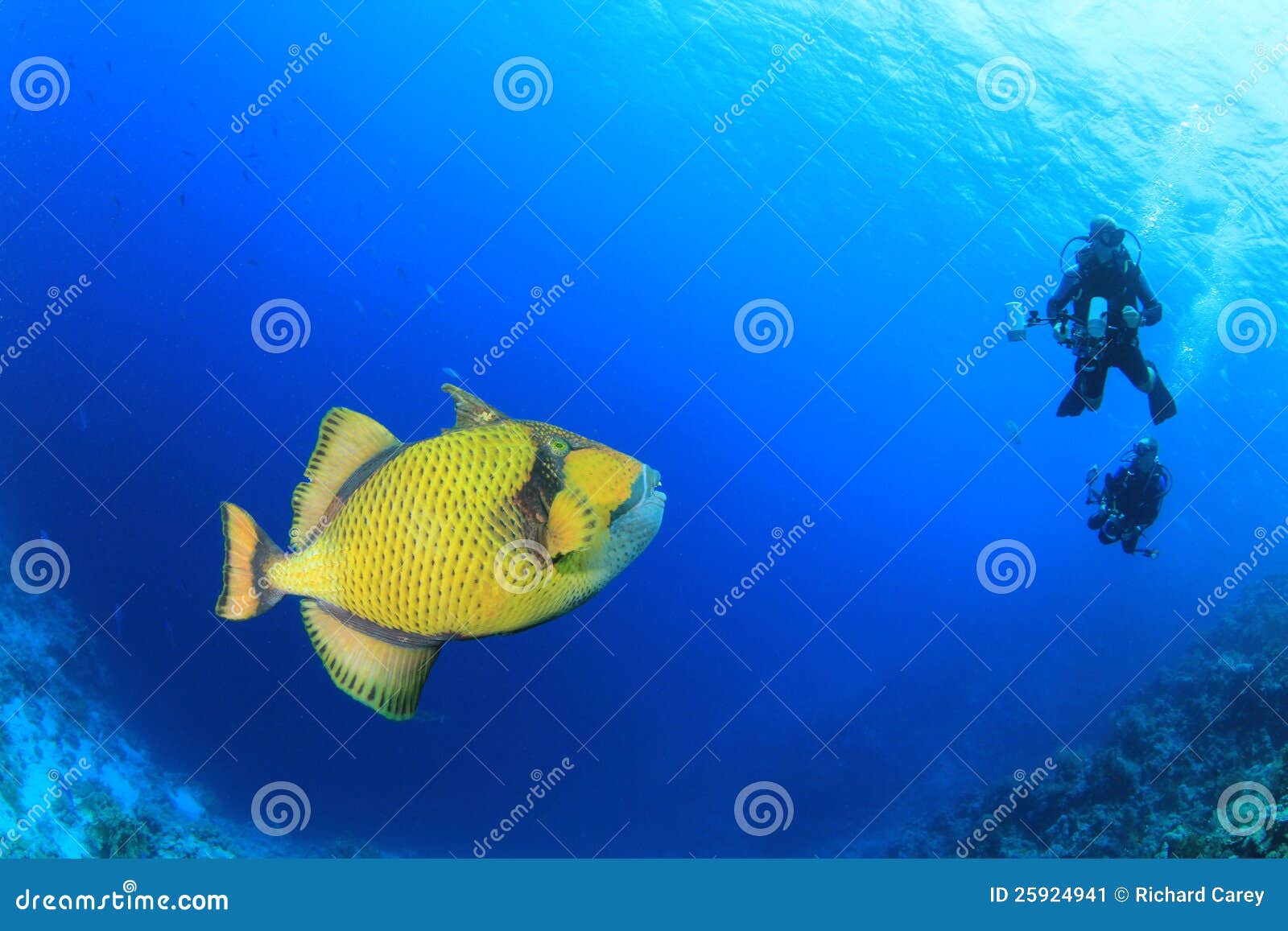Titan Triggerfish and Scuba Divers Stock Image Image of trigerfish