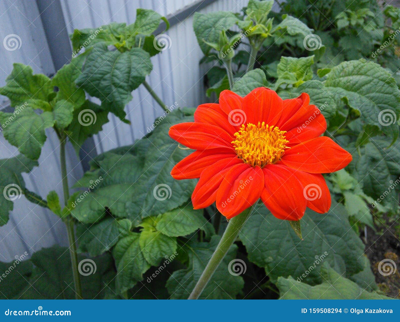 Tithonia Flower Mexican Sunflower Yellow Center Stock Photo Image Of Beauty Nature 159508294