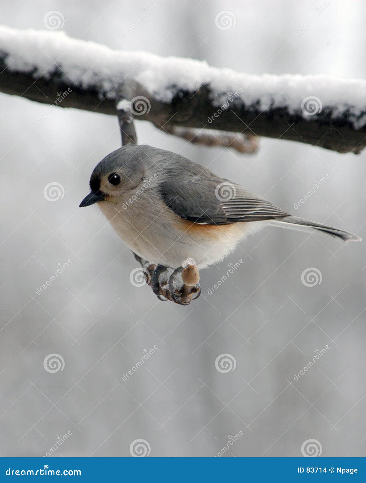 titmouse