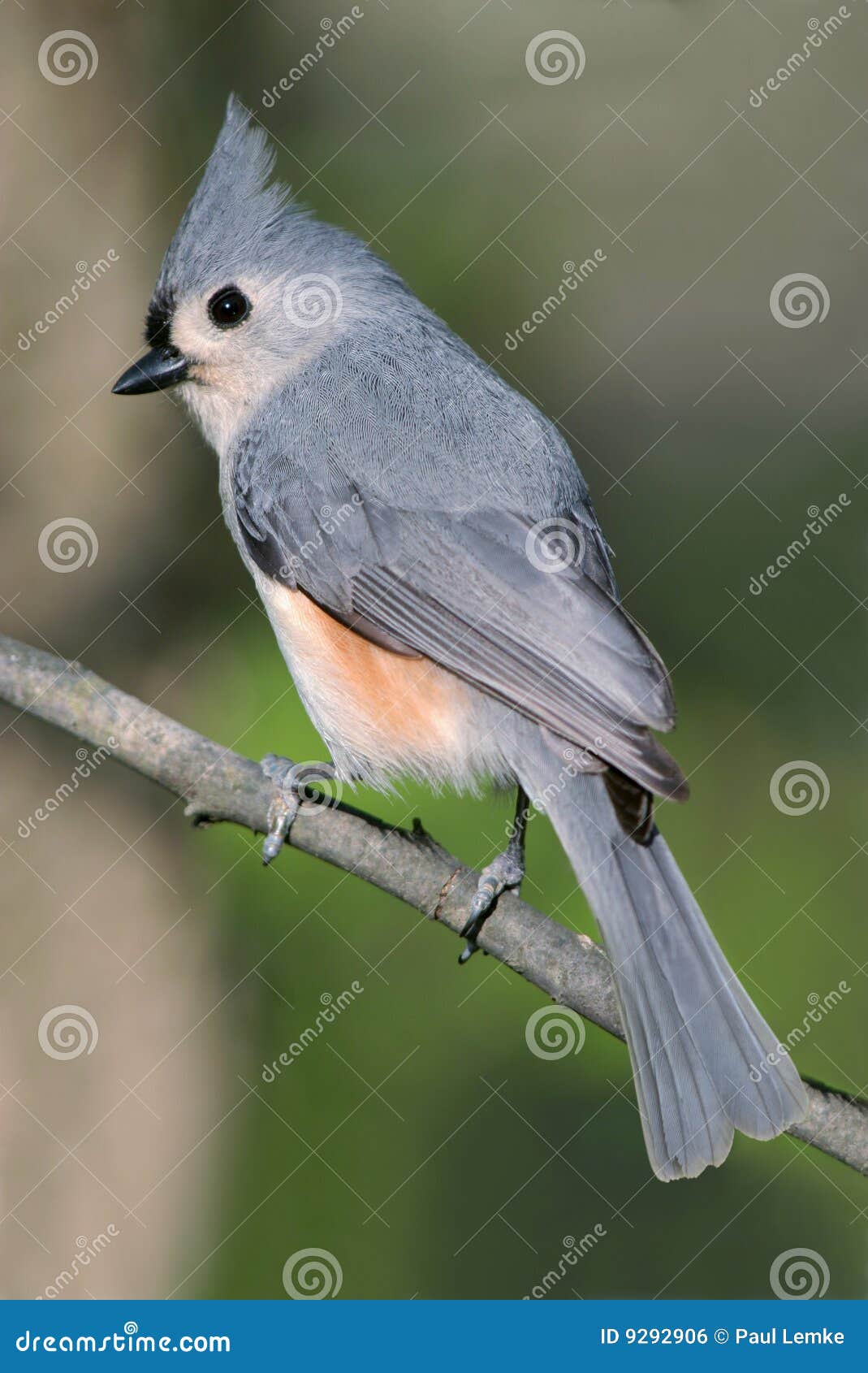 O Titmouse adornado, Parus bicolor, levantando no perfil com crista estendeu