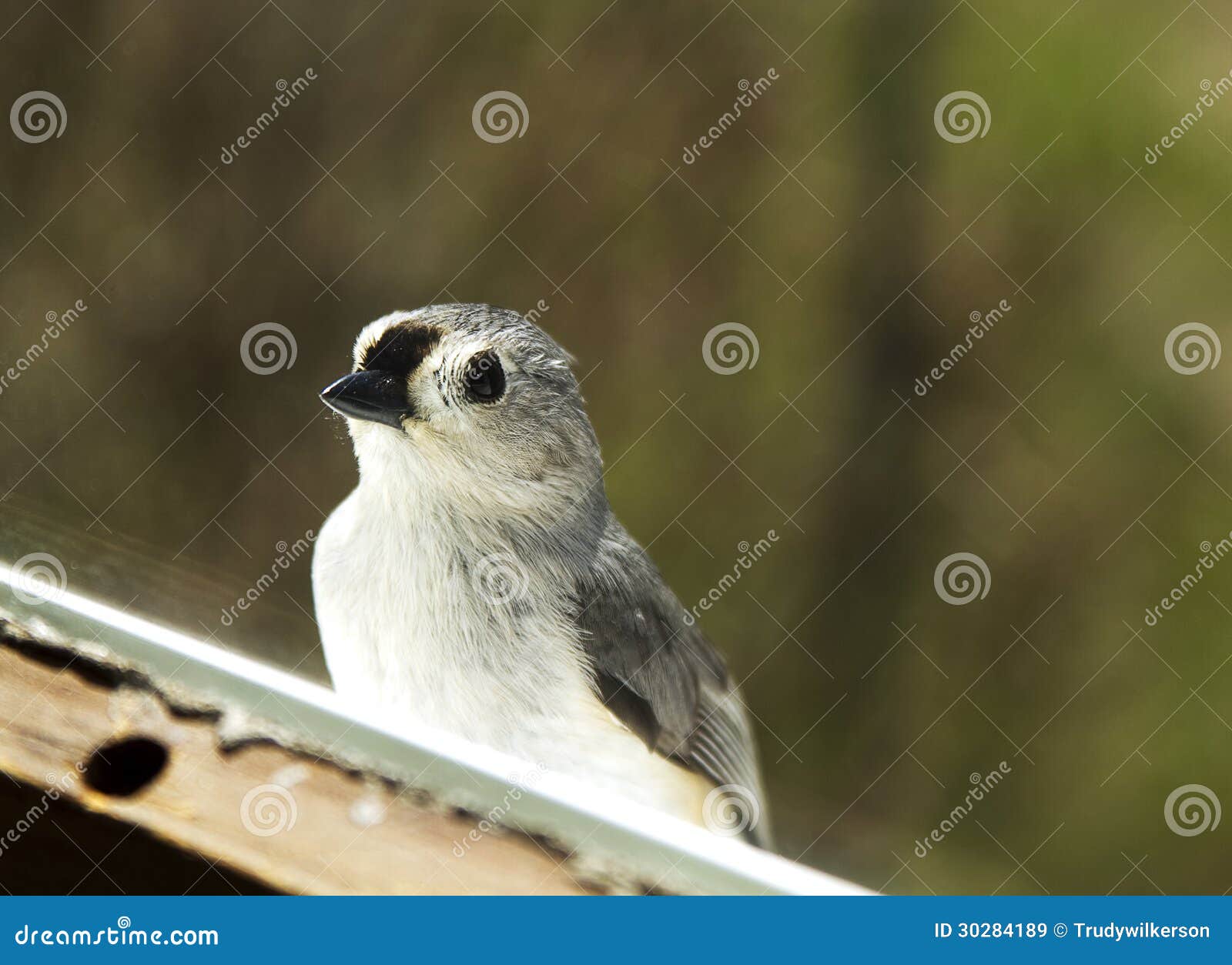 Titmouse Bird on Windowsill Stock Image Image of watching, nosey