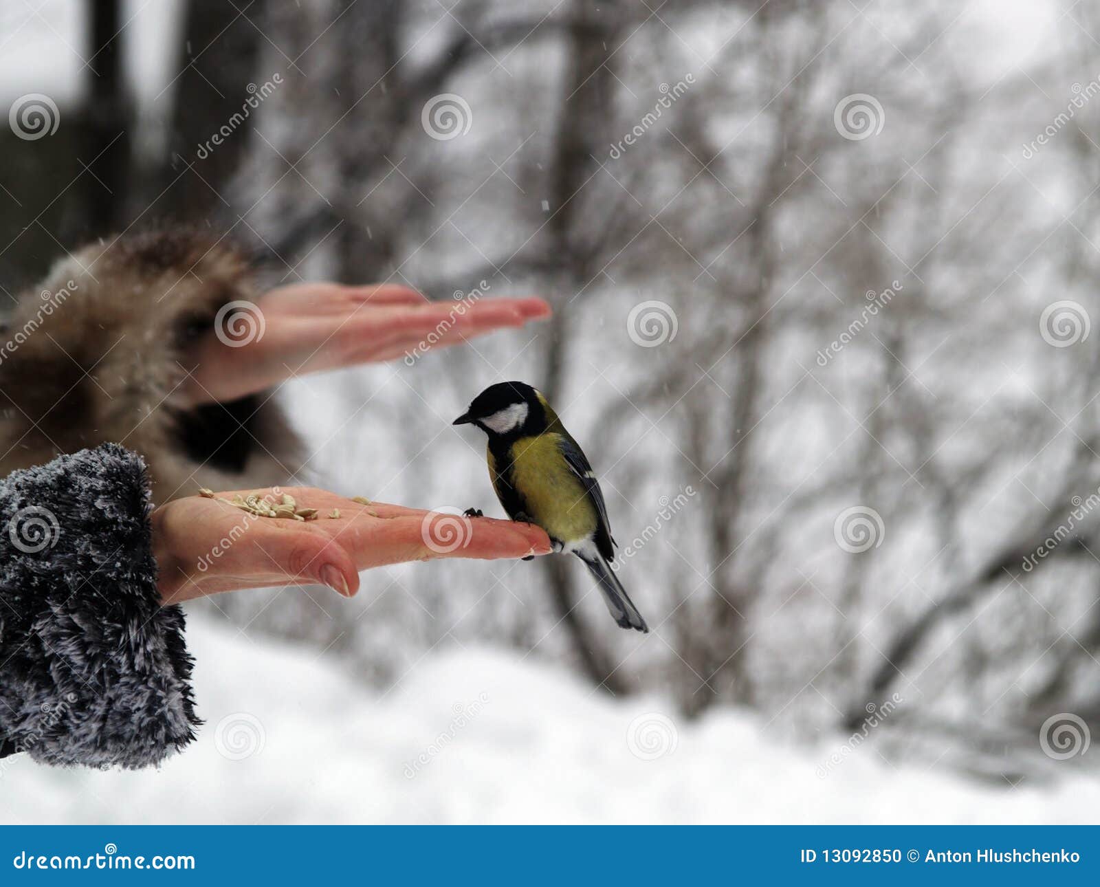Titmouse bird in hand stock photo. Image of women, fortune - 13092850