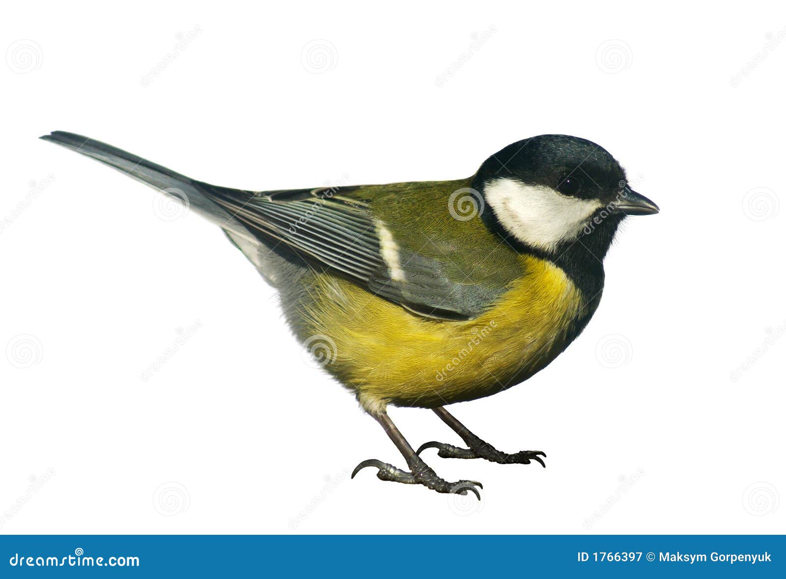 Titmouse bird, isolated on white